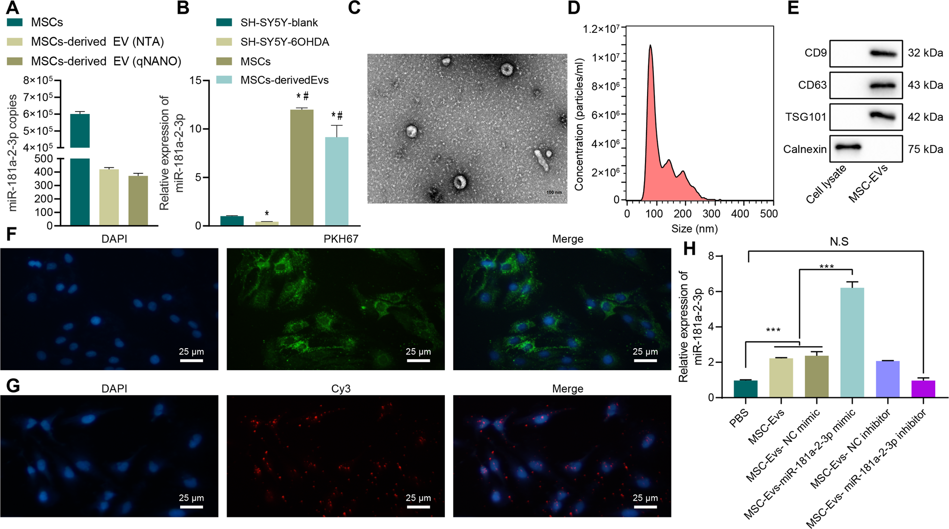 Fig. 2: miR-181a–2–3p could be carried to SH-SY5Y cells through MSC–EVs.
