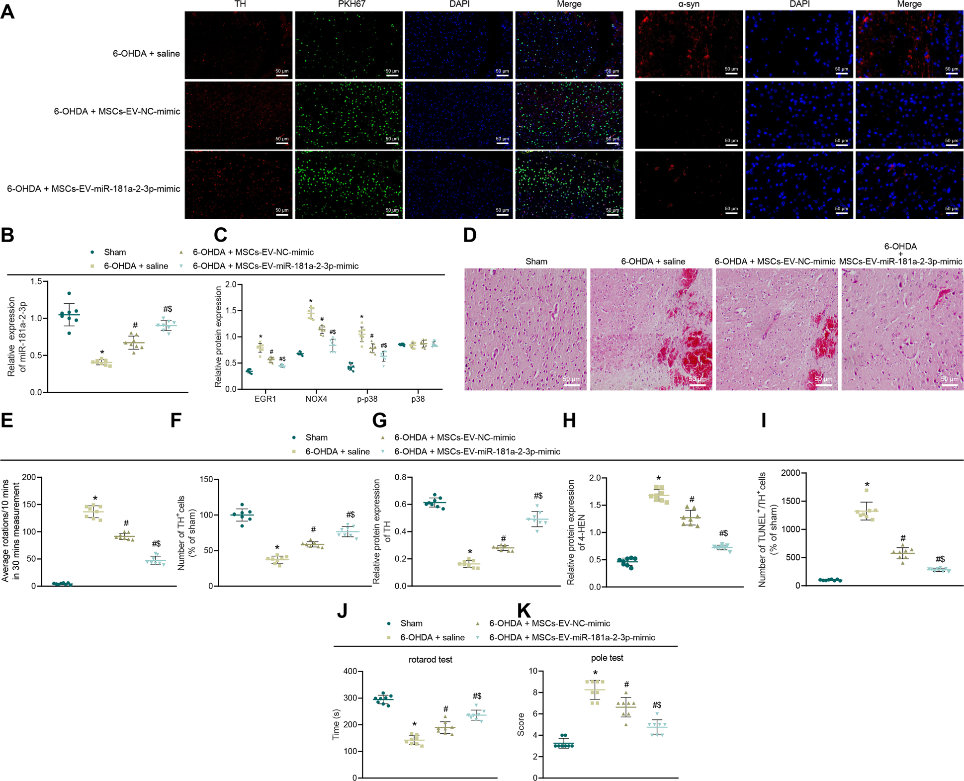 Fig. 9: MSC–EVs carrying miR-181a–2–3p inhibit neuronal loss and OS injury in the SN area of PD mice.