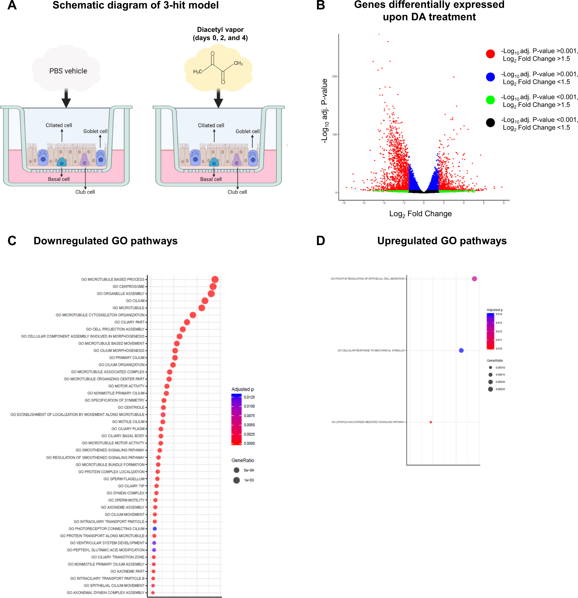 E-cigarette and food flavoring diacetyl alters airway cell morphology,  inflammatory and antiviral response, and susceptibility to SARS-CoV-2 |  Cell Death Discovery