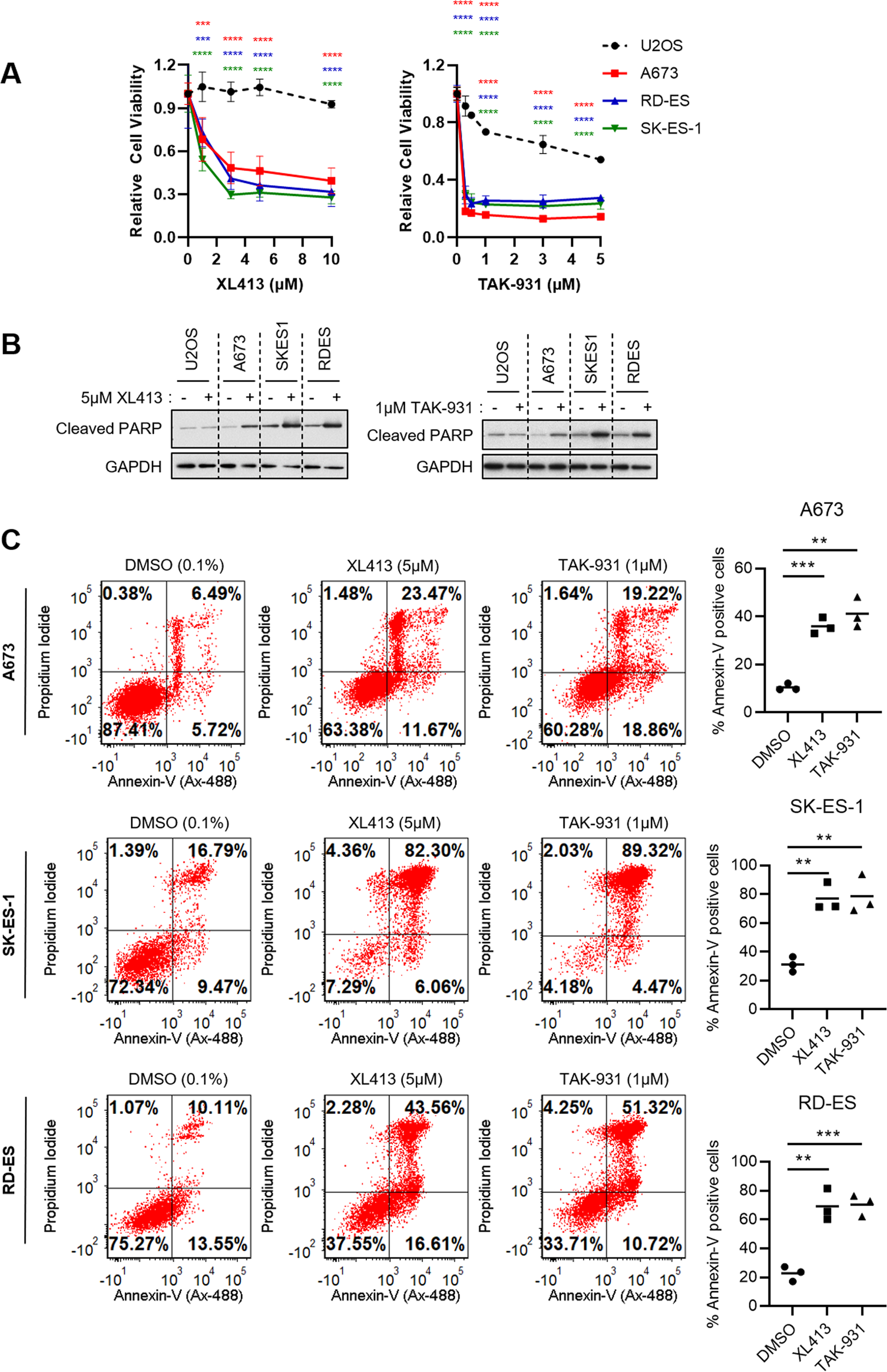 CDC7 kinase (DDK) inhibition disrupts DNA replication leading to mitotic  catastrophe in Ewing sarcoma | Cell Death Discovery