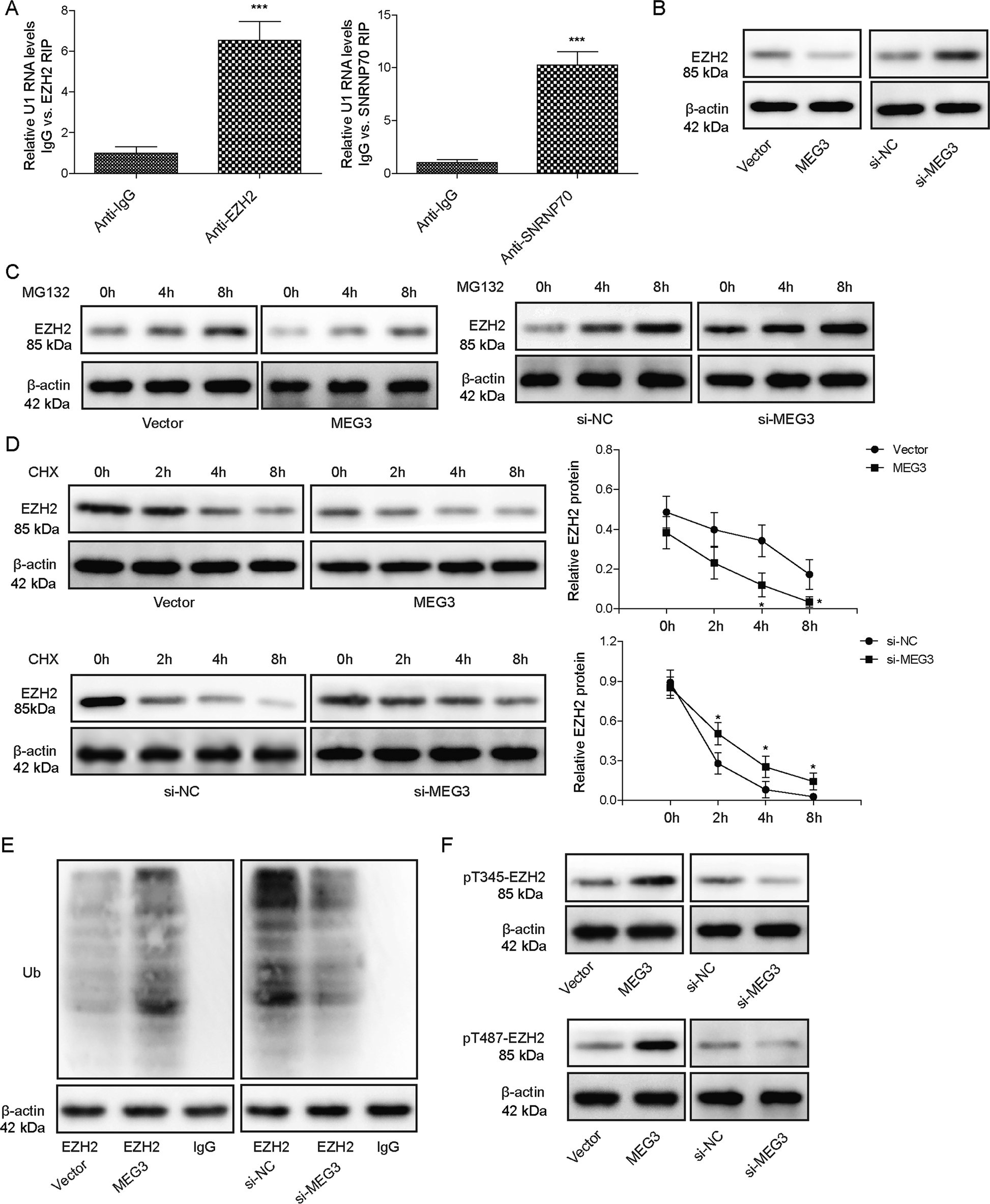 Fig. 3: MEG3 targeted EZH2 to ubiquitination-mediated degradation.