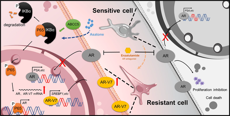 Non-drug efflux function of ABCC5 promotes enzalutamide resistance in  castration-resistant prostate cancer via upregulation of P65/AR-V7 | Cell  Death Discovery