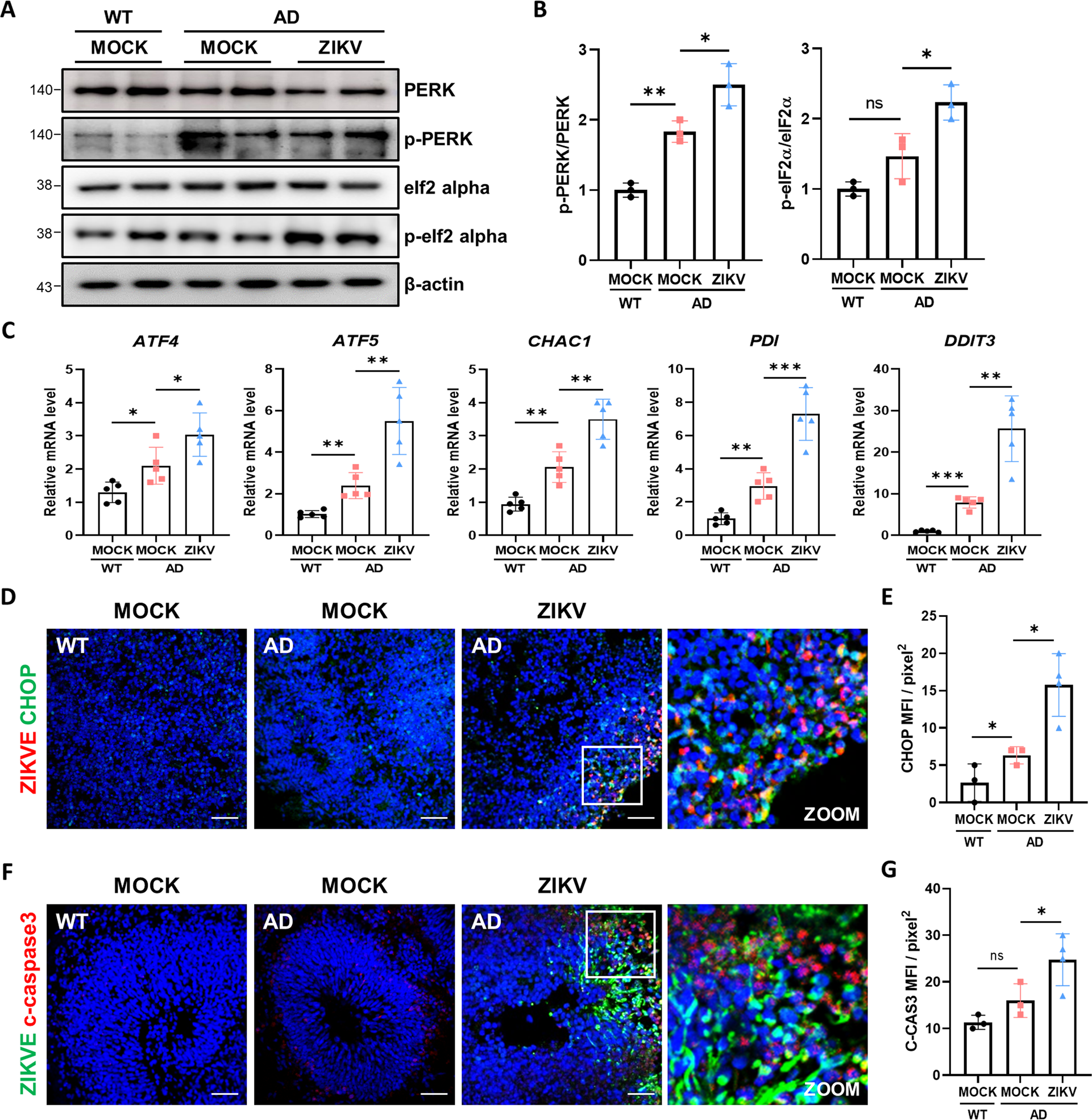 Fig. 5: PERK-eIF2α activation is associated with AD phenotypes in ZIKV-infected organoids.
