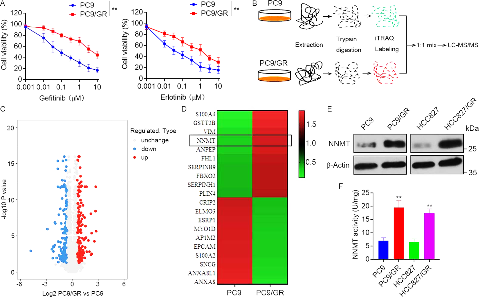 Fig. 1: Upregulation of NNMT in EGFR-TKI-resistant NSCLC cells.
