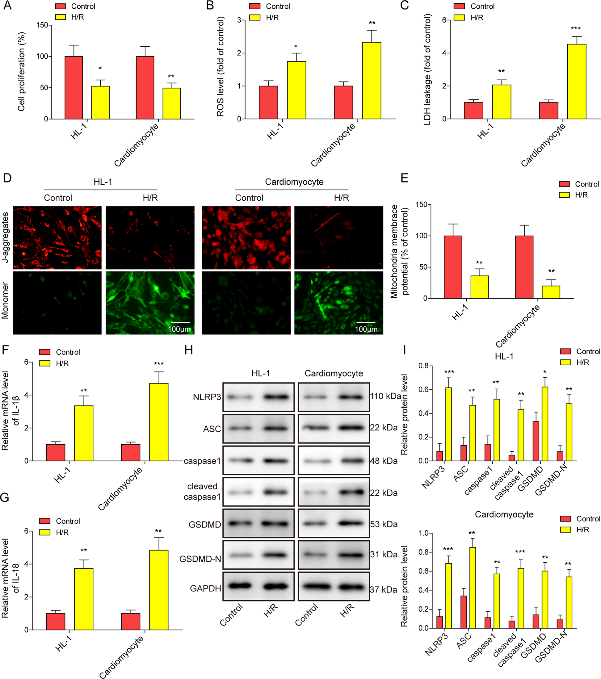 HIF-1α-regulated lncRNA-TUG1 promotes mitochondrial dysfunction and  pyroptosis by directly binding to FUS in myocardial infarction | Cell Death  Discovery