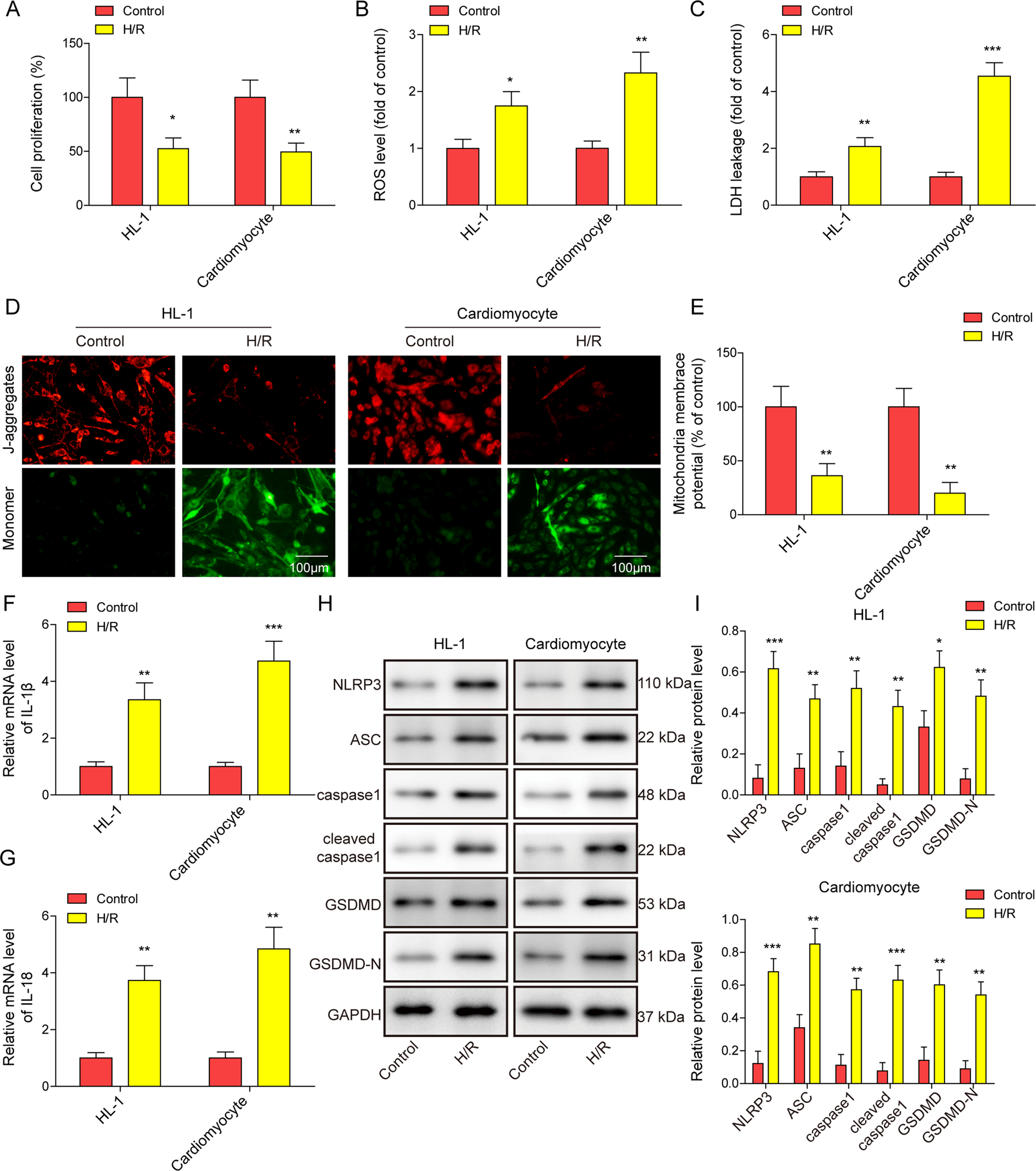 Immunization of Mice with a Live Transconjugant Shigella Hybrid Strain  Induced Th1 and Th17 Cell‐Mediated Immune Responses and Confirmed Passive  Protection Against Heterologous Shigellae - Nag - 2016 - Scandinavian  Journal of