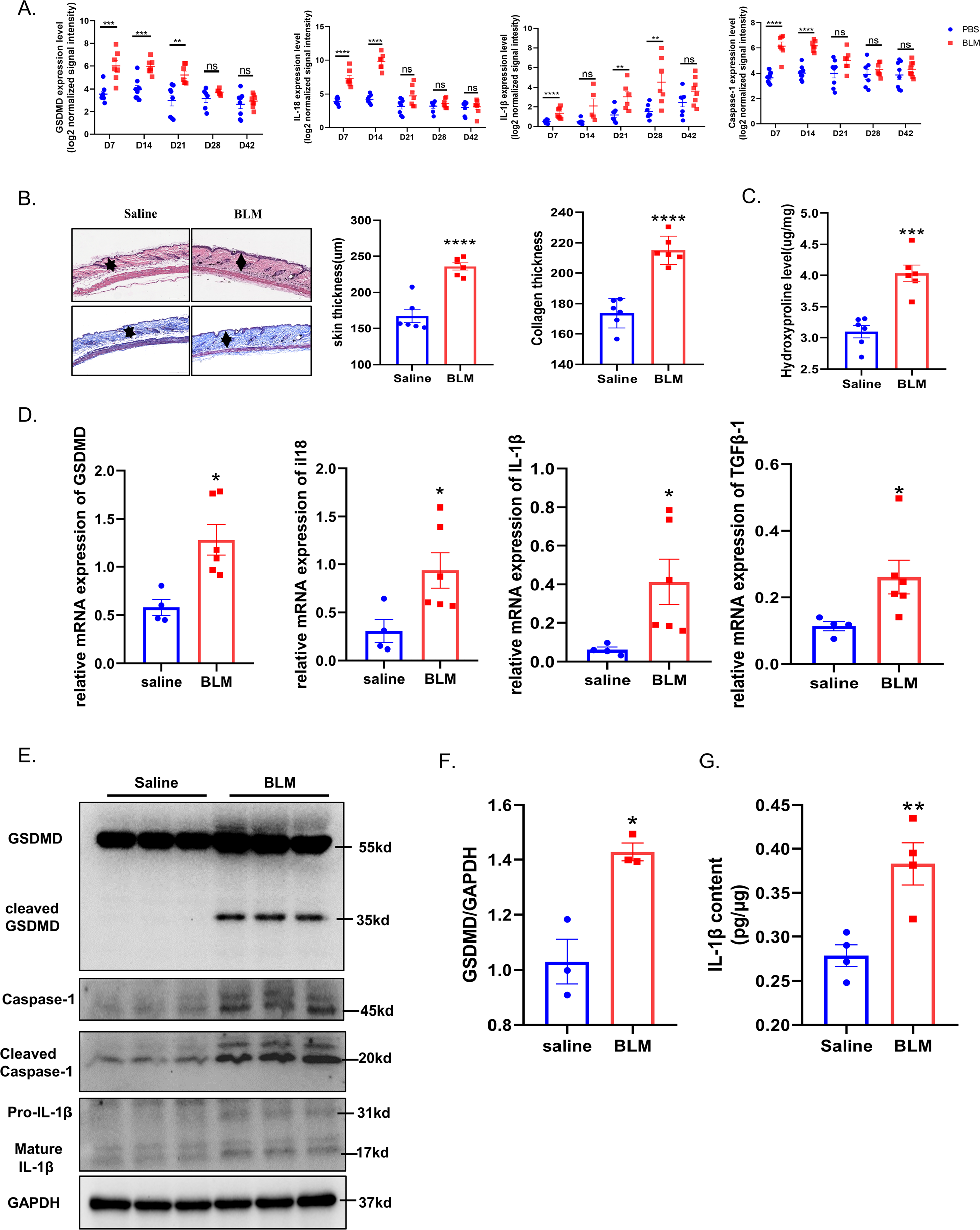 Fig. 2: Pyroptosis executor GSDMD is also up-regulated in BLM-induced scleroderma mice.