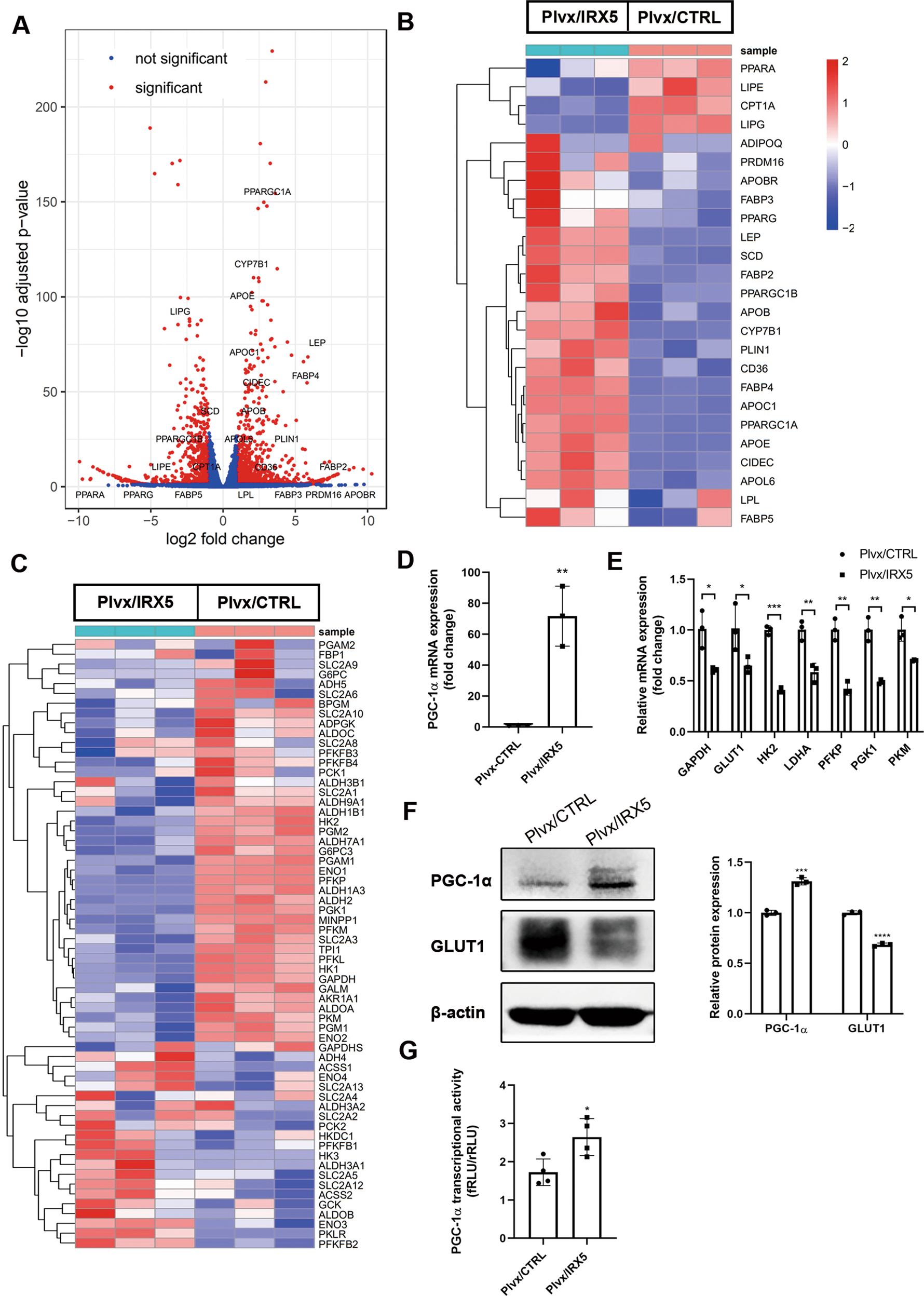 Fig. 4: RNA sequencing analysis reveals the potential mechanism.