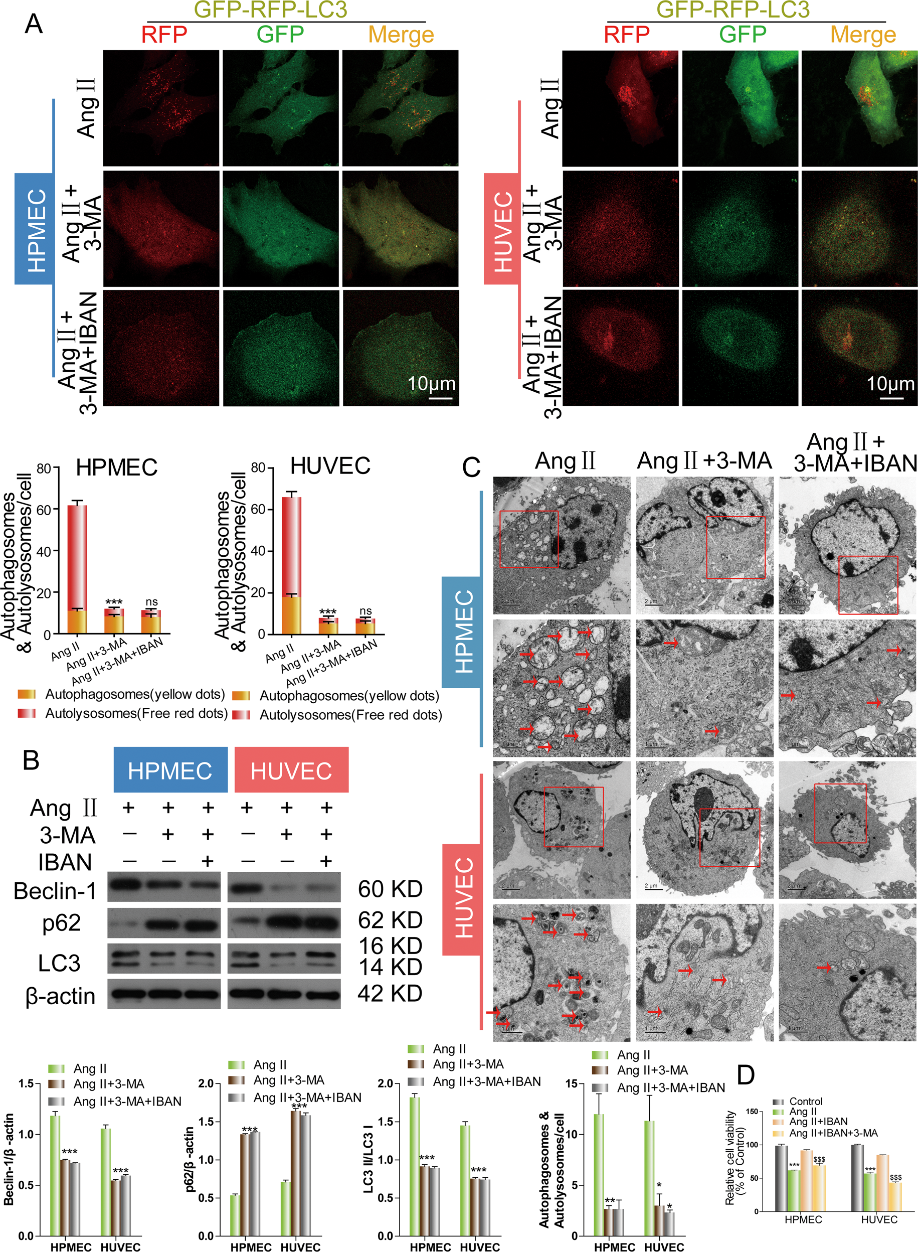 Fig. 3: IBAN facilitated autophagy in Ang II-treated HUVECs and HPMECs.