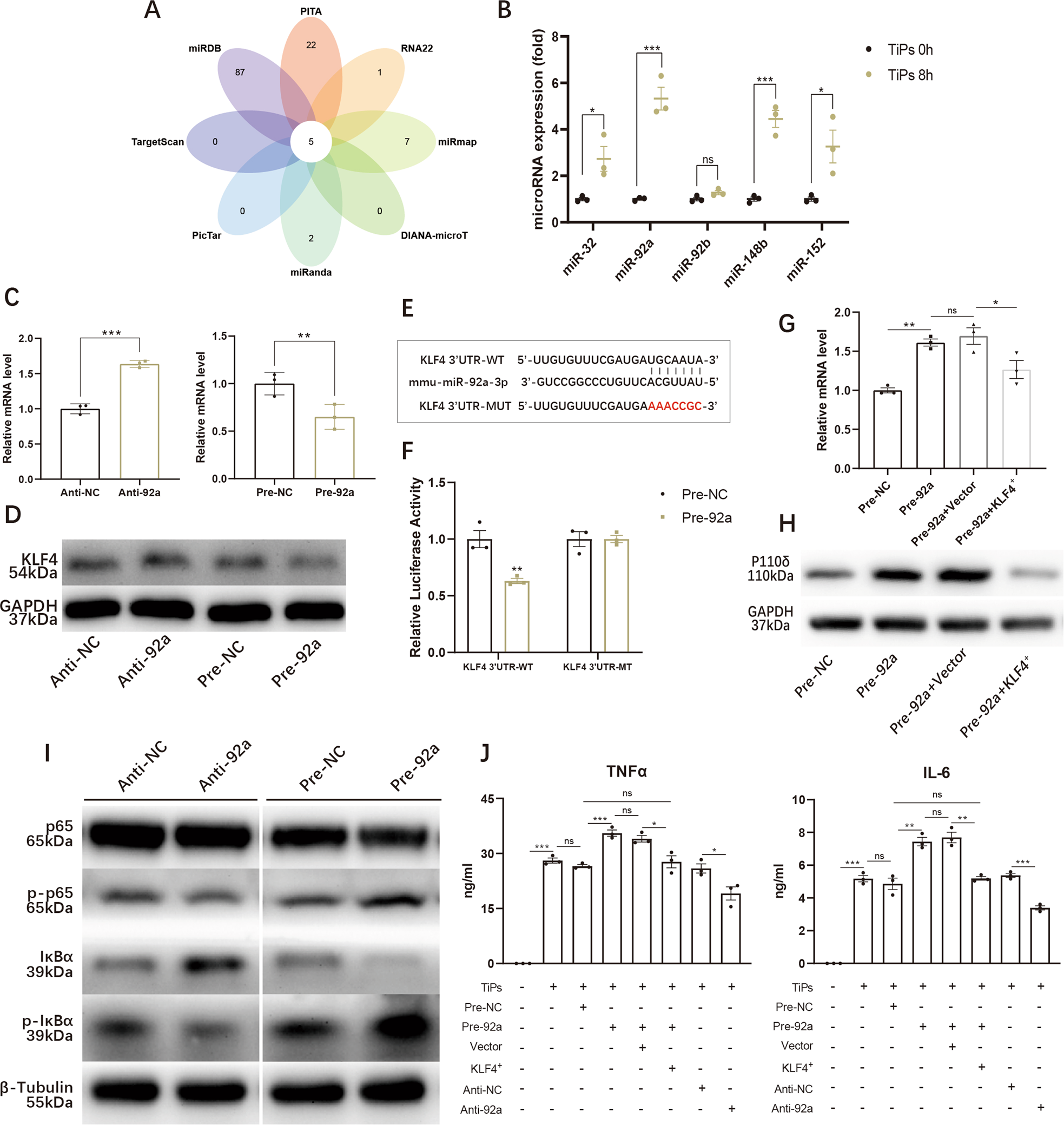 Fig. 6: MiR-92a elevated the expression of p110δ and promoted TiPs-induced inflammation by targeting KLF4.