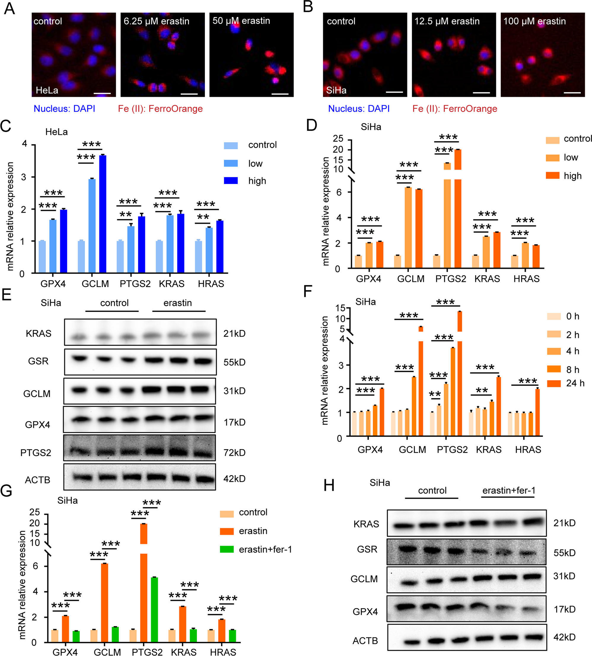 Fig. 4: Mild ferroptosis increases KRAS expression.