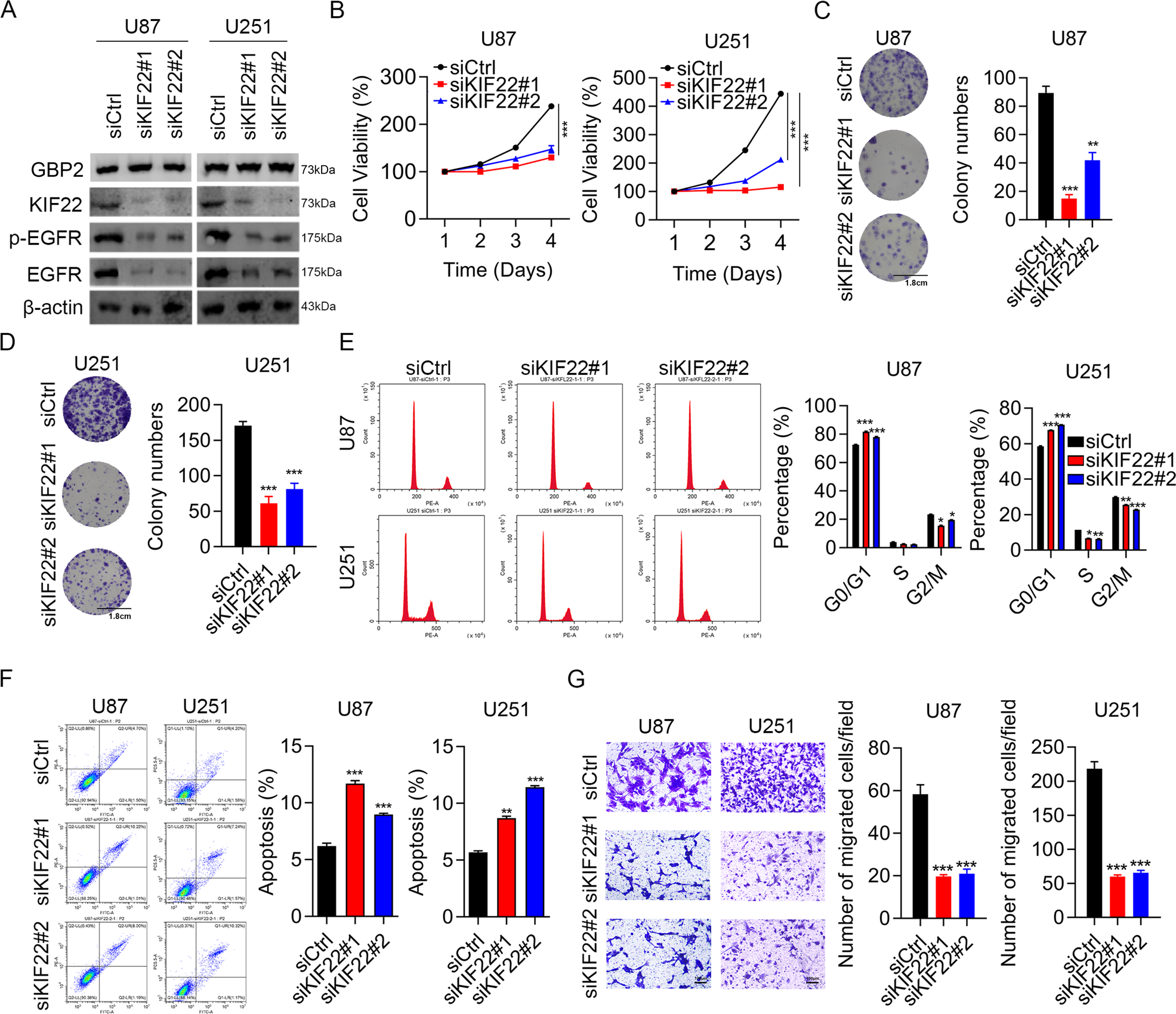 Fig. 6: Knockdown of KIF22 impaired proliferation and migration in glioma cells.