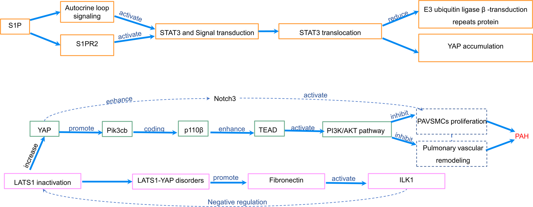 Fig. 3: The role of hippo signaling pathway in PAH.