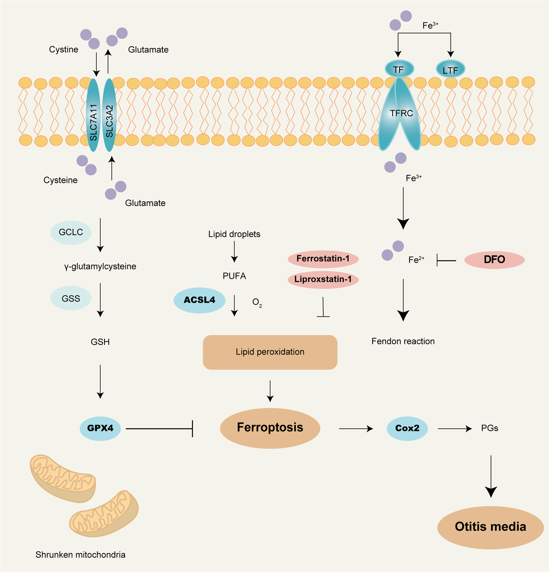 Fig. 8: The general mechanism of ferroptosis.