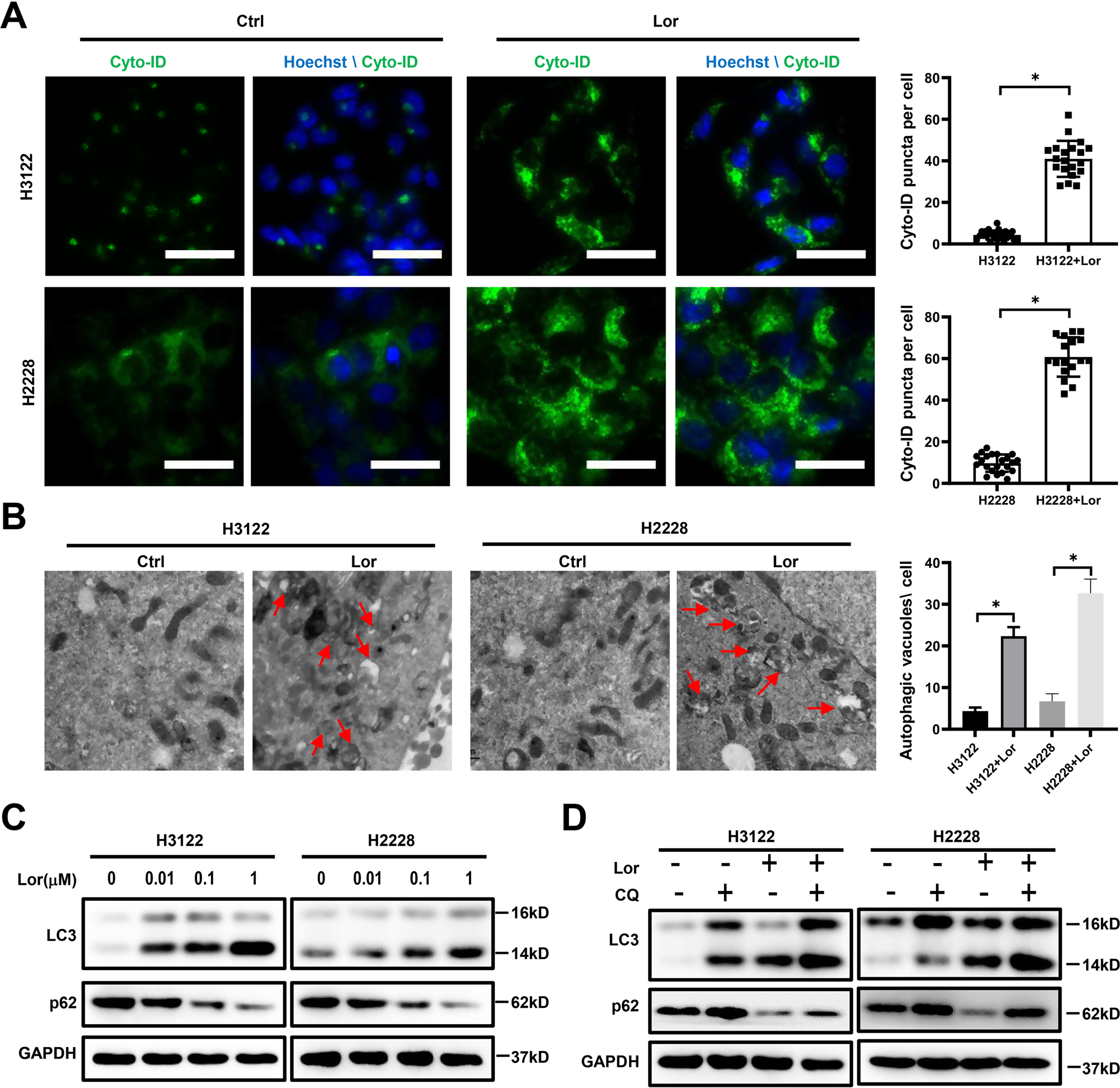 Fig. 2: Lorlatinib induced autophagy in ALK-positive lung cancer cells.