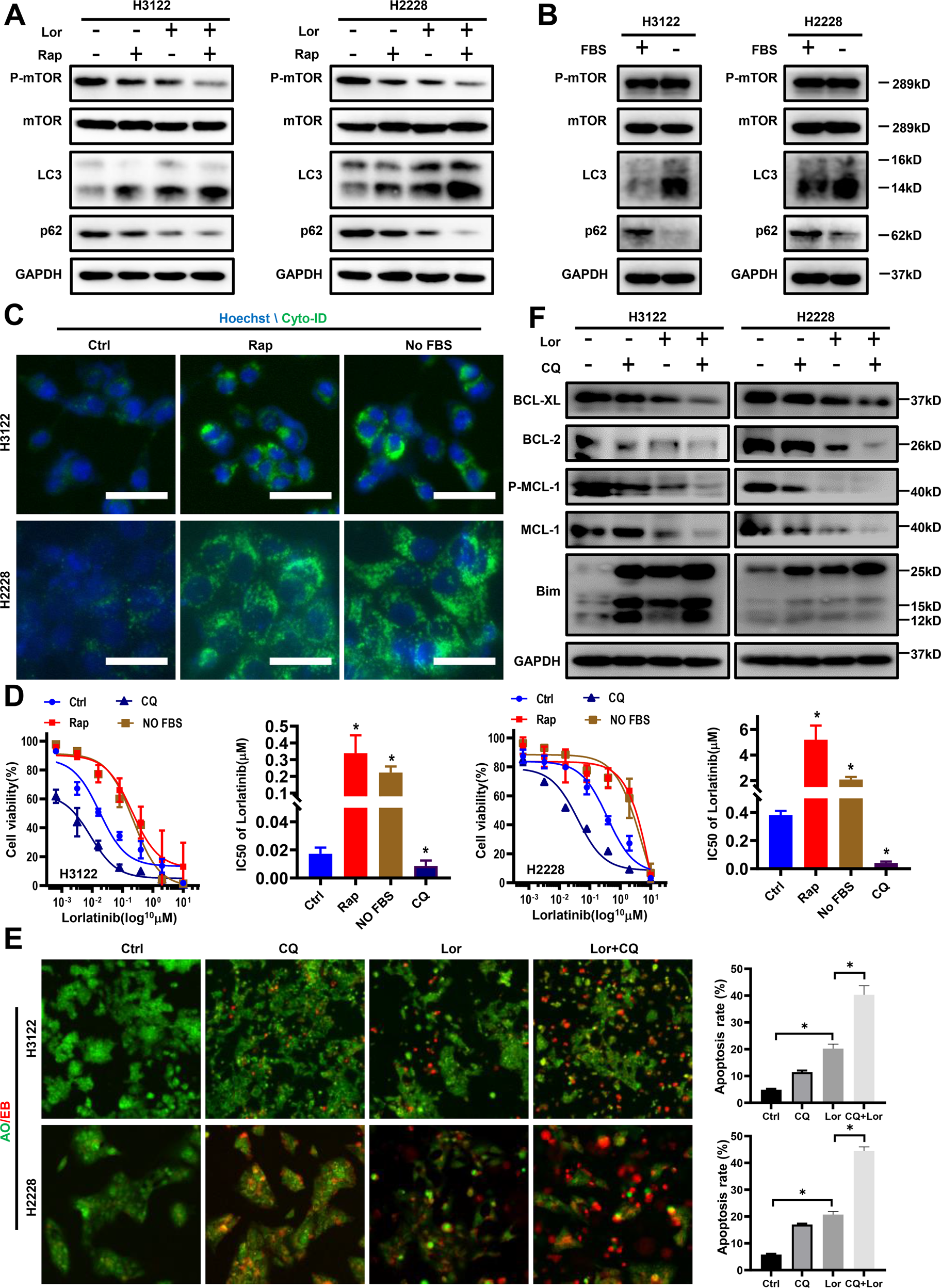 Fig. 3: Lorlatinib-induced autophagy protects cells from apoptosis.