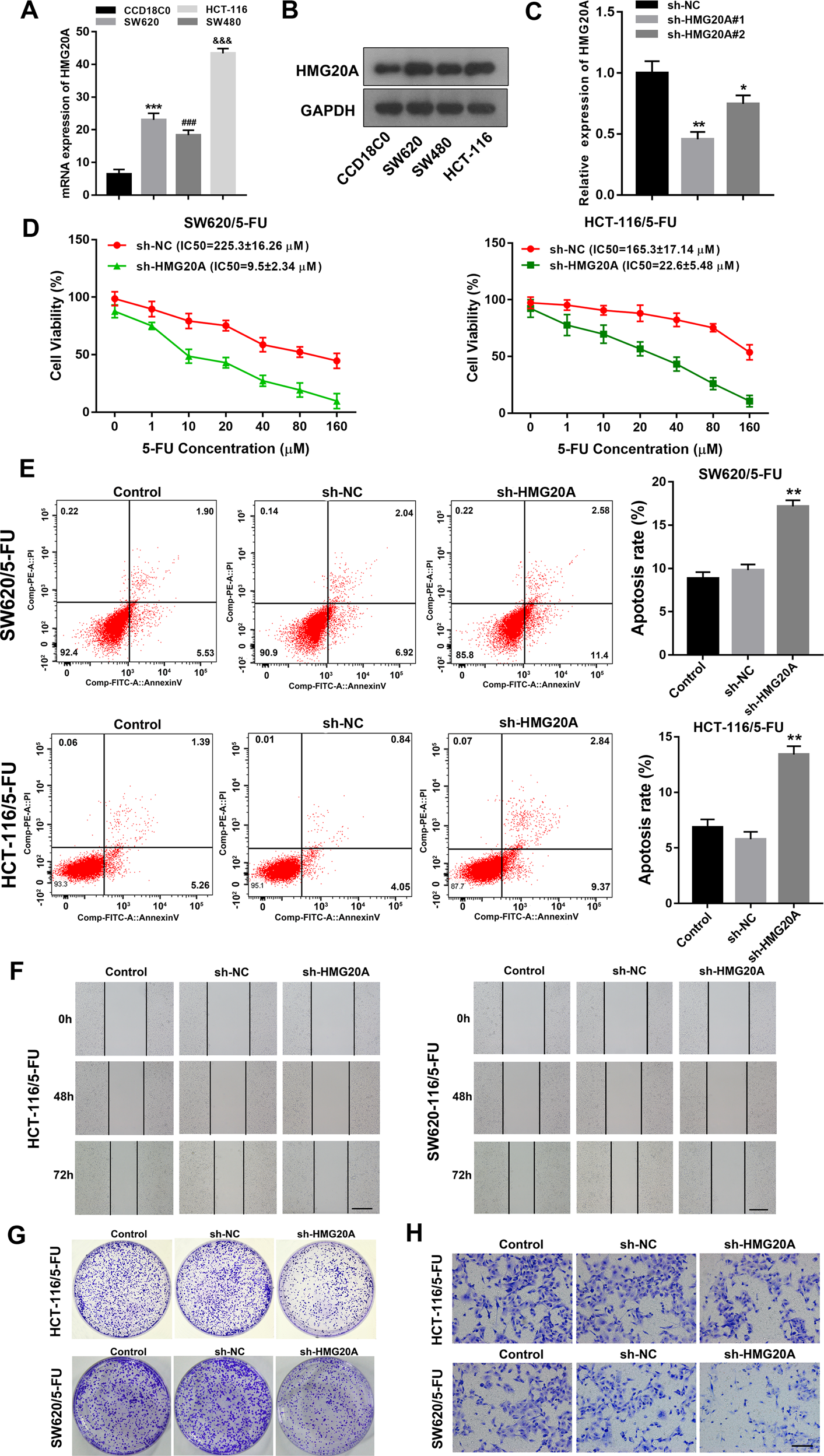 Fig. 5: HMG20A drives 5-FU resistance and CRC proliferation, migration and invasion.