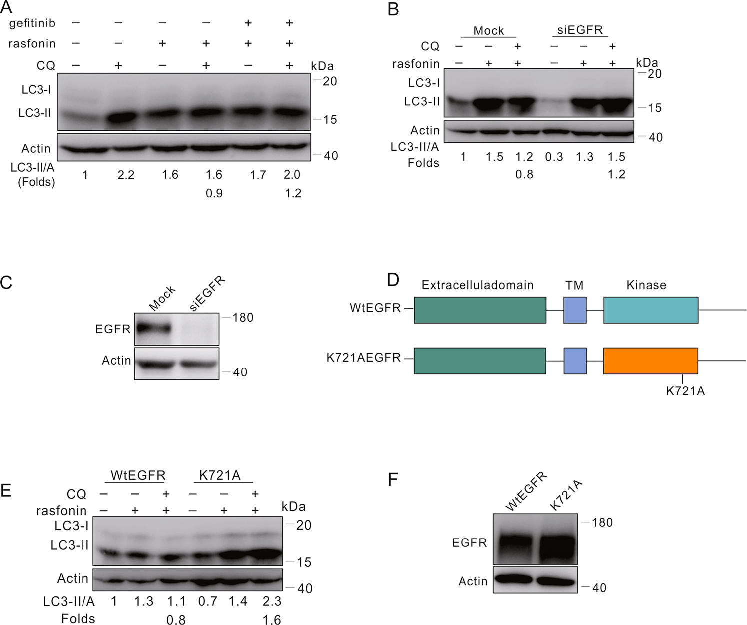 Fig. 5: Knockdown of EGFR reversed the inhibitory effect of rasfonin on autophagy.
