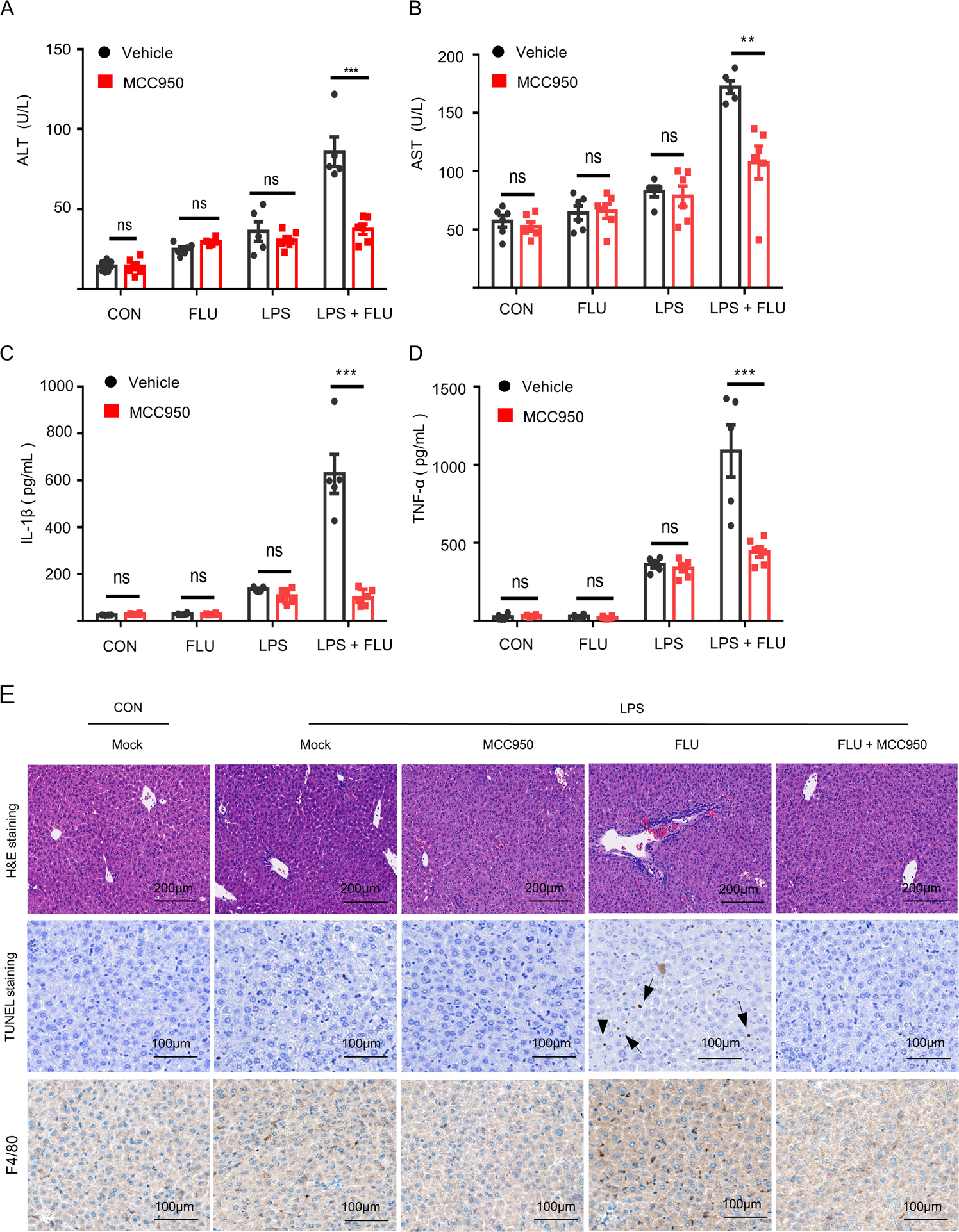 Fig. 6: MCC950 pretreatment rescues LPS/fluoxetine-induced hepatotoxicity.