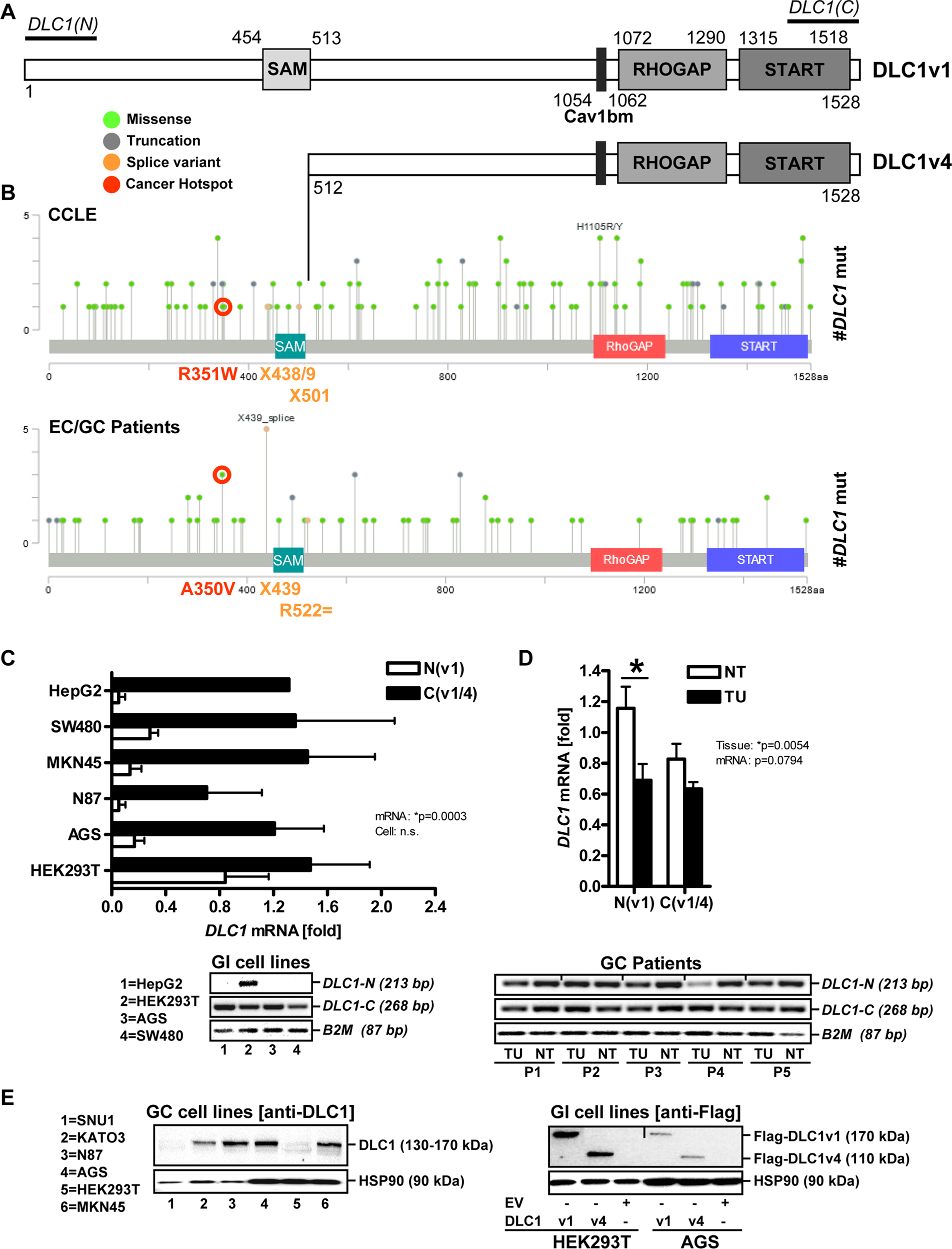 Functional antagonism between CagA and DLC1 in gastric cancer | Cell Death  Discovery