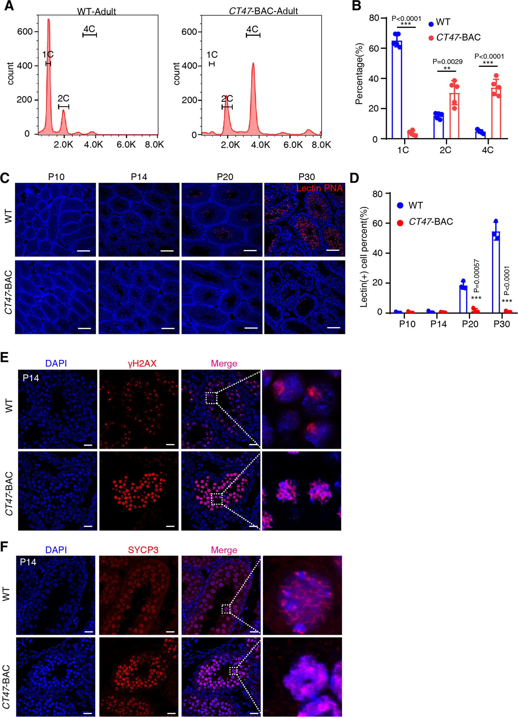 Fig. 3: Meiotic arrest during LZ/P spermatocyte transition in CT47-BAC mice.