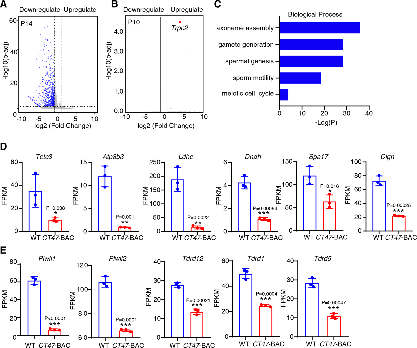 Fig. 5: Pachytene-related genes were significantly repressed in CT47-BAC mice.