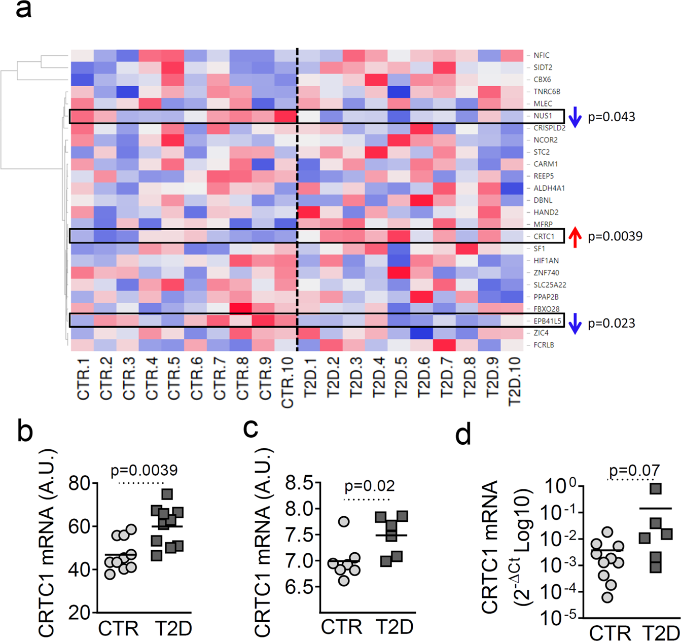 Fig. 2: CRTC1 is upregulated in LCM-captured human β-cells and in pancreatic islets from T2D donors.