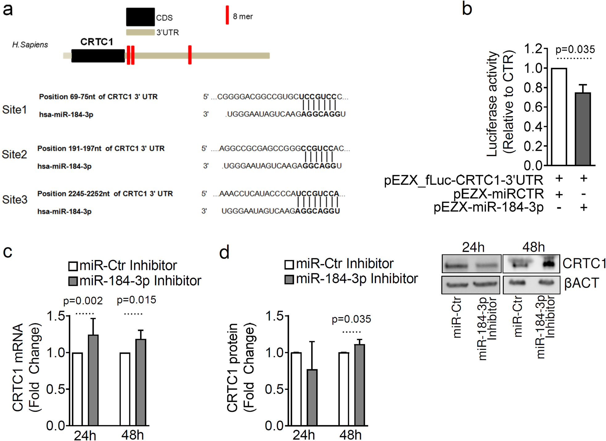 Fig. 3: miR-184-3p directly modulates the expression of CRTC1.