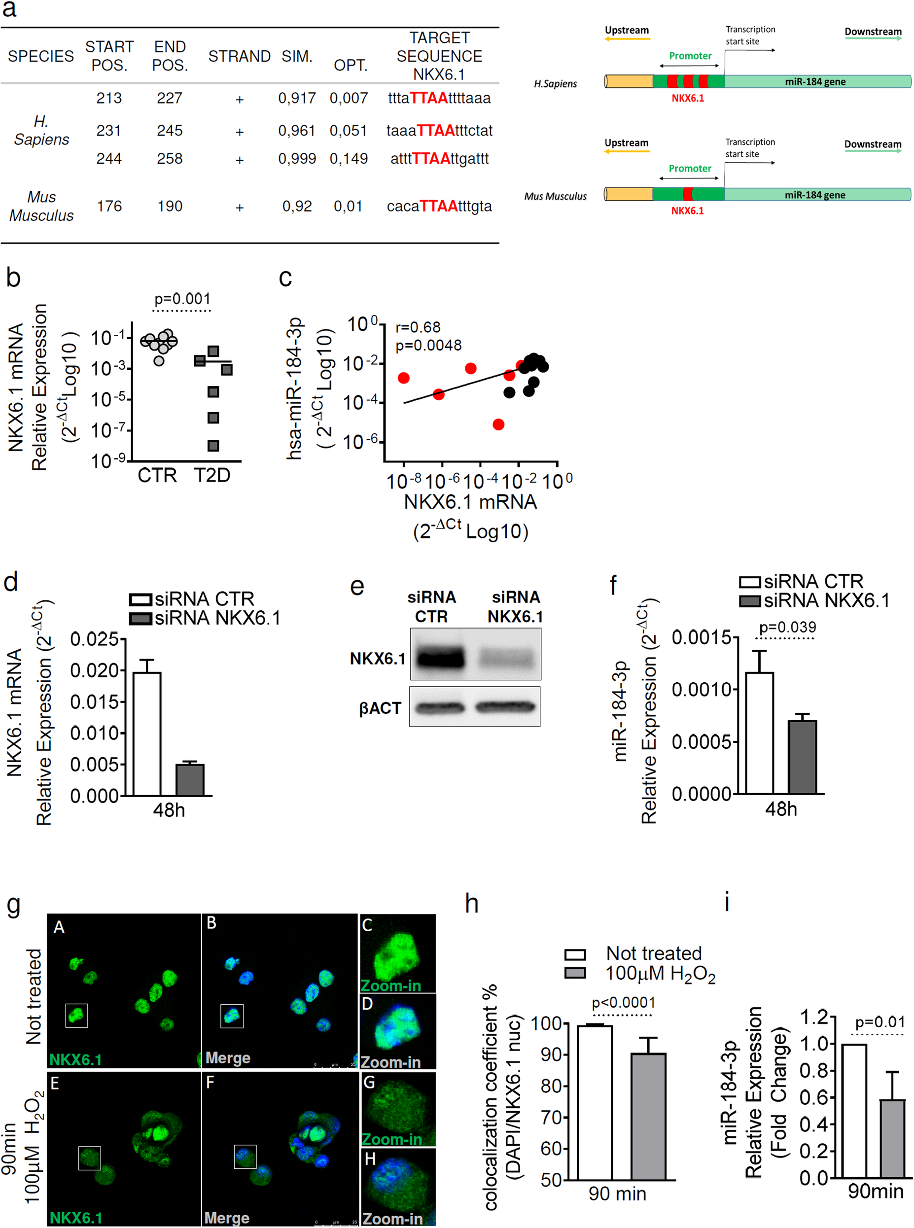Fig. 5: NKX6.1 regulates human and murine miR-184-3p expression.