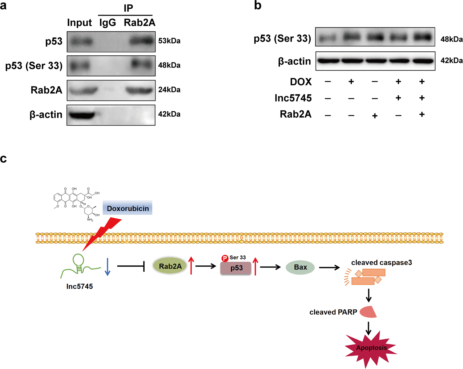 Fig. 7: Rab2A promotes phosphorylation of p53 on Ser 33.