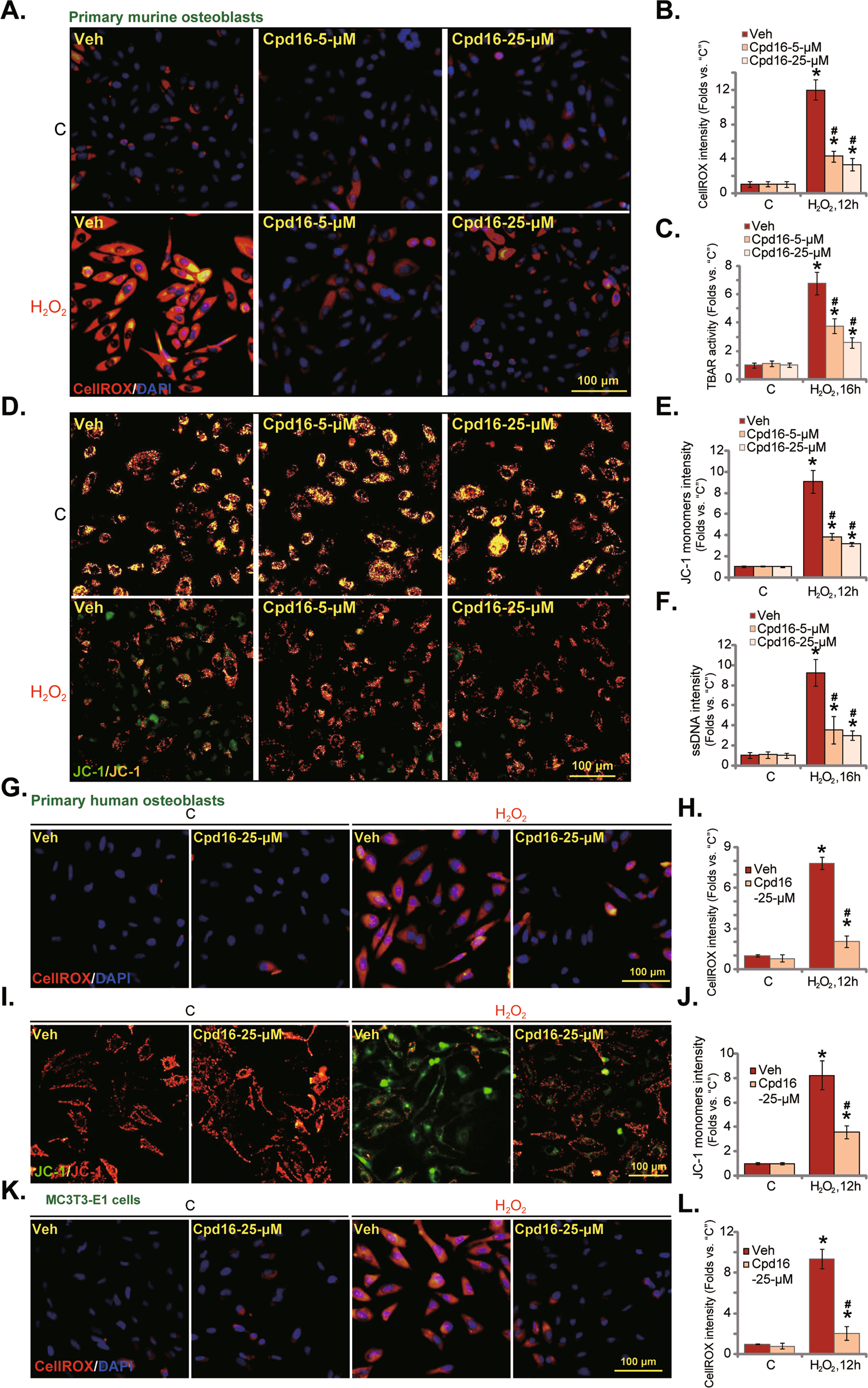 Fig. 2: Cpd16 ameliorates H2O2-provoked oxidative injury in osteoblasts.