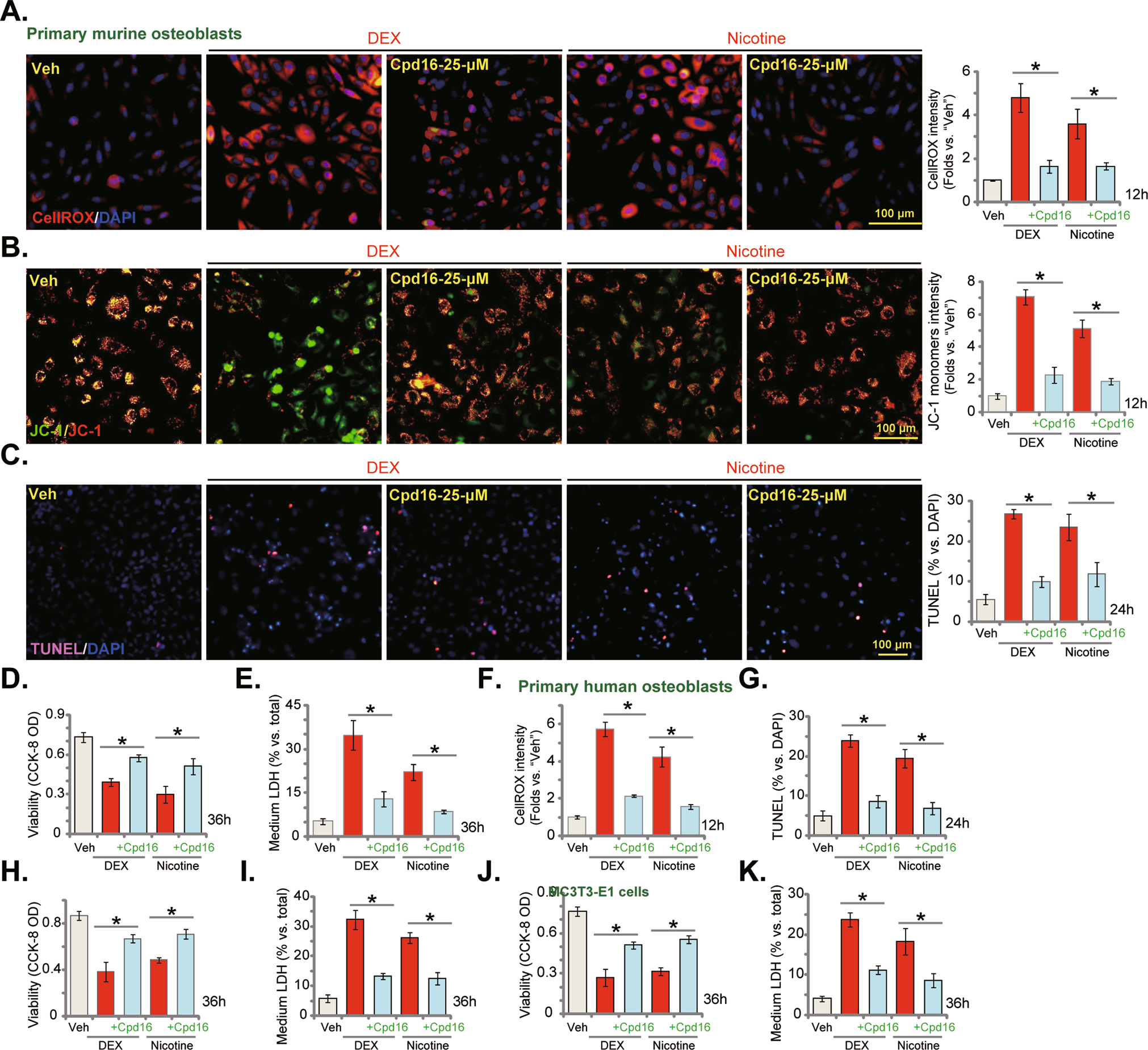 Fig. 5: Cpd16 inhibits dexamethasone- and nicotine-induced oxidative injury in osteoblasts.