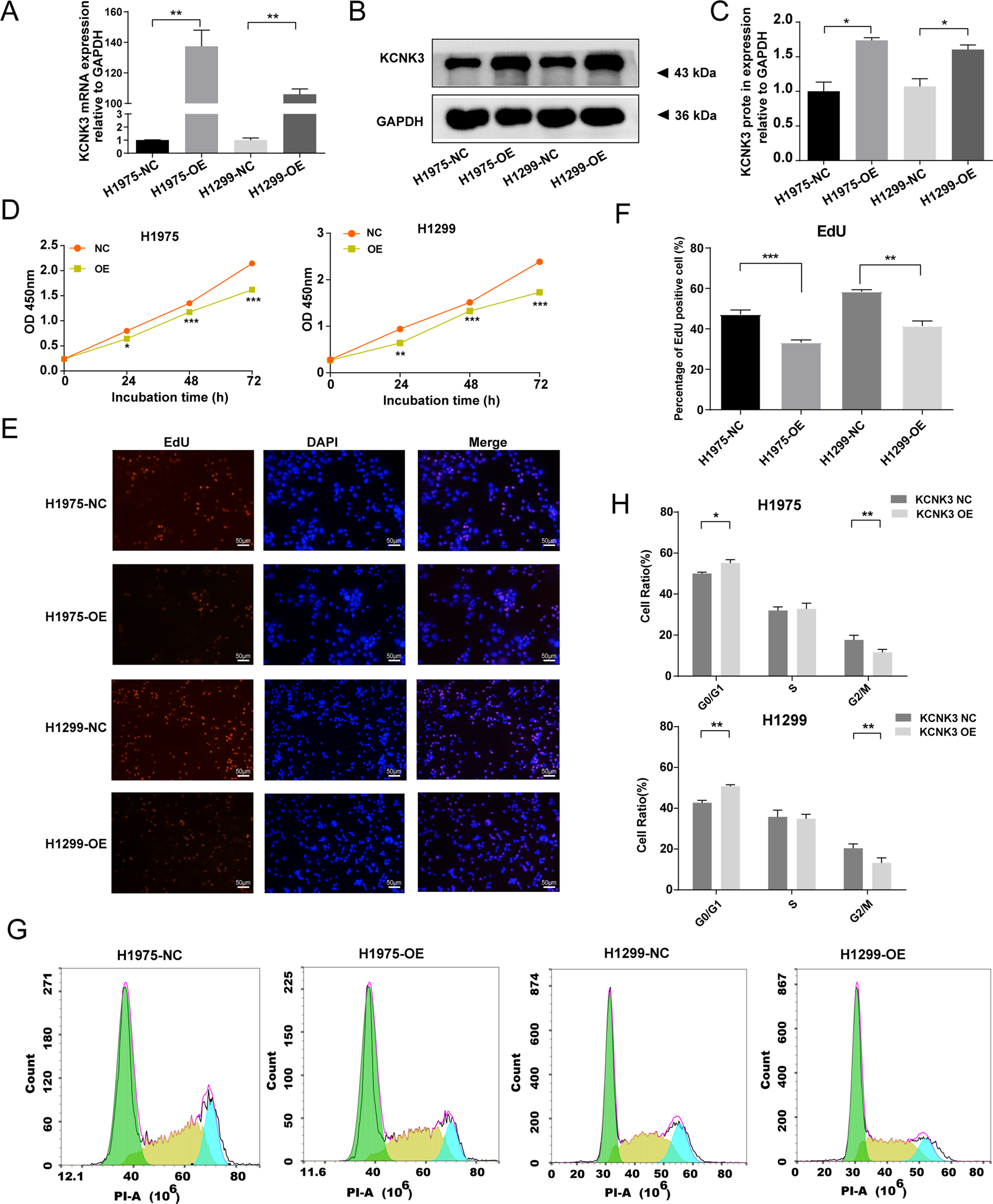 Fig. 2: Upregulation of KCNK3 expression inhibited the proliferation of LUAD cell lines.
