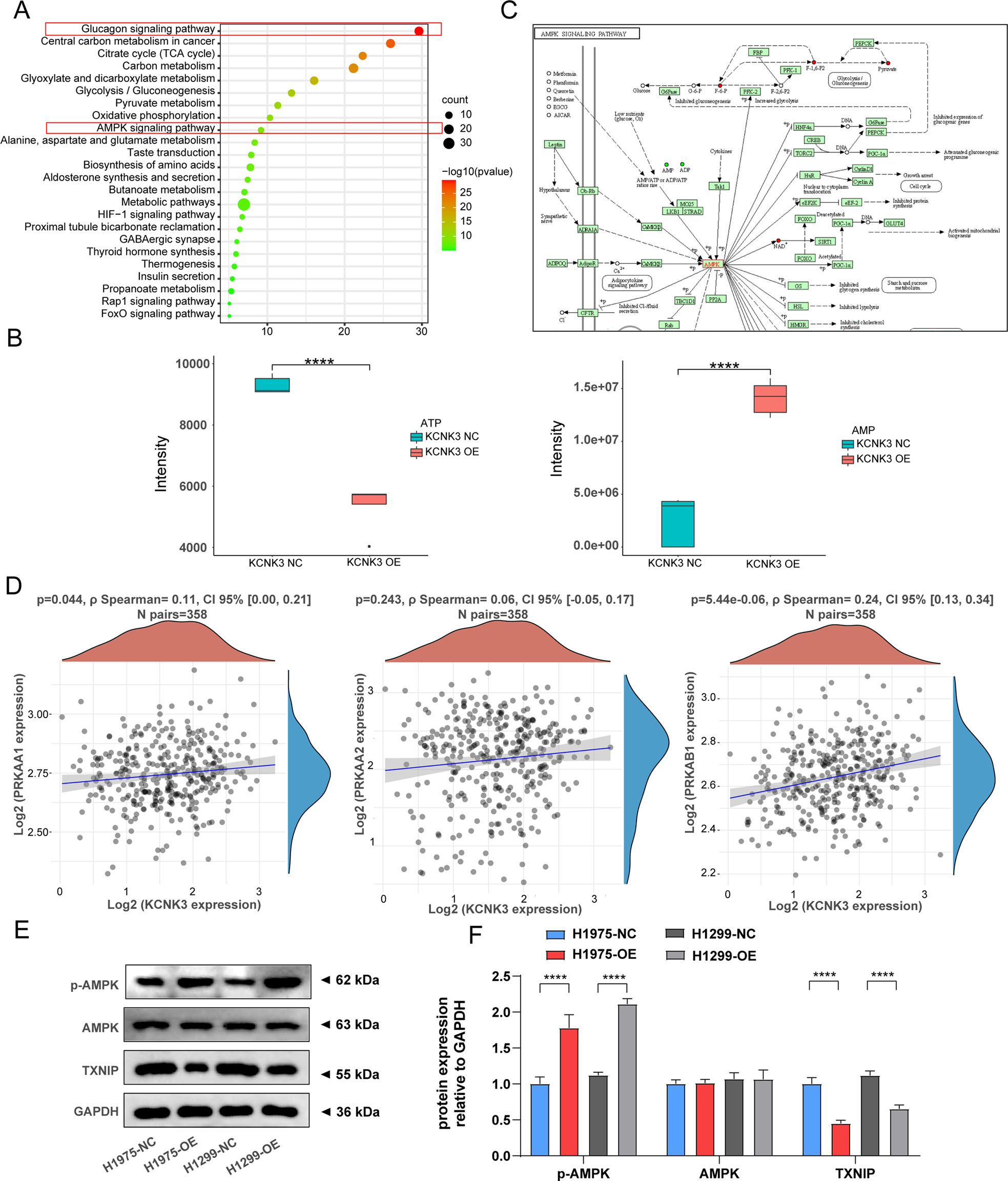 Fig. 5: KCNK3 activated the AMPK signaling pathway.