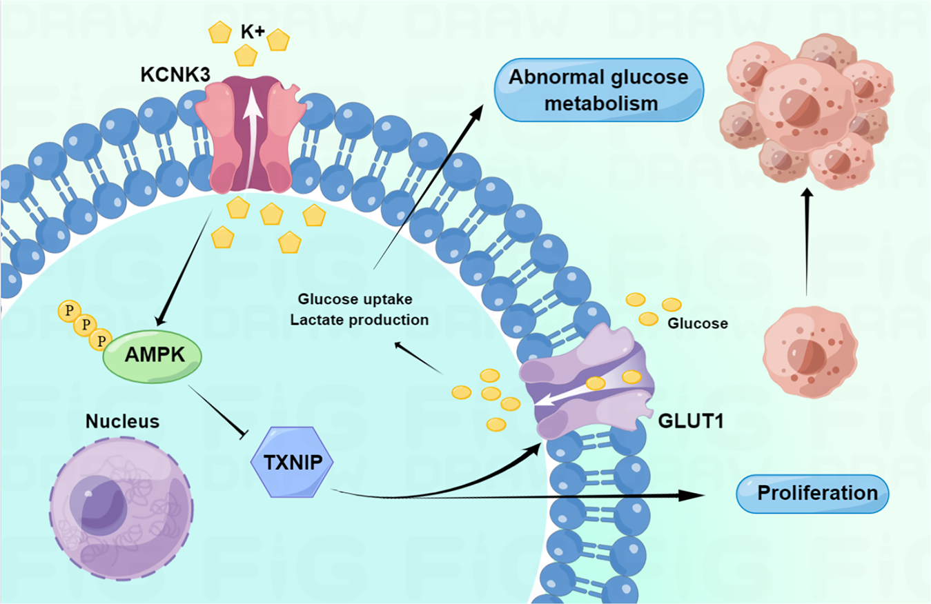 Fig. 7: Schematic representation of the proposed mechanism of KCNK3 in LUAD cells.