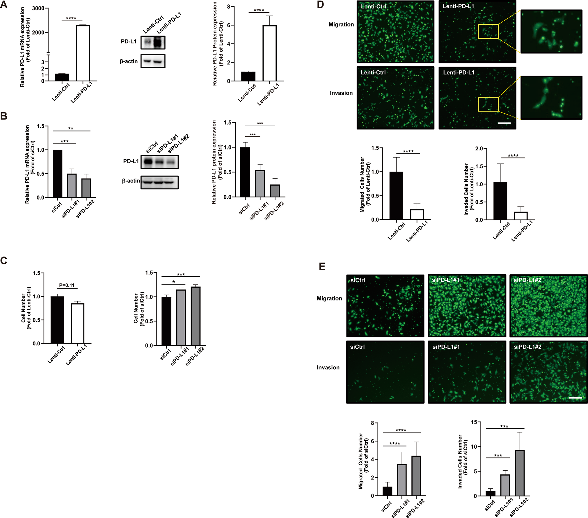Fig. 2: Effects of changes in PD-L1 expression on trophoblast function.