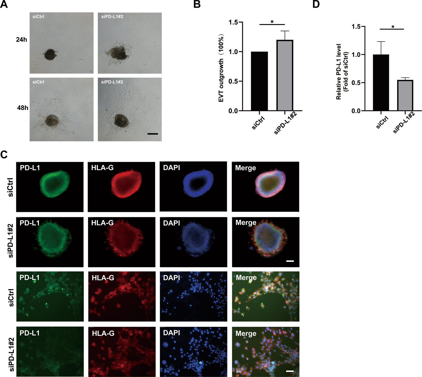 Fig. 3: PD-L1 reduced trophoblasts outgrowth in extravillous explant cultures.