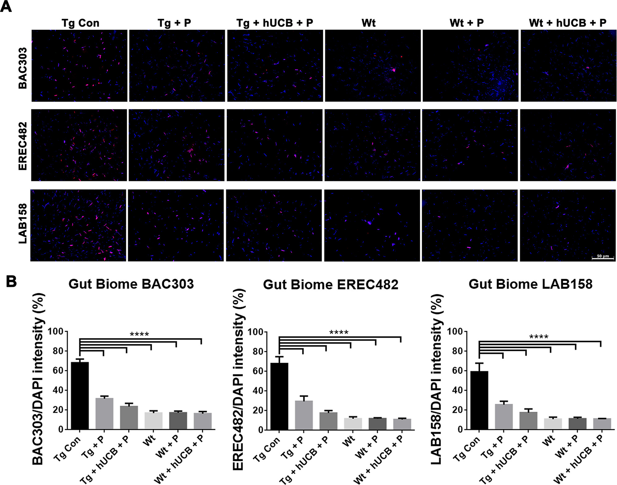 Fig. 2: Gut microbiome differences in PD mouse model.