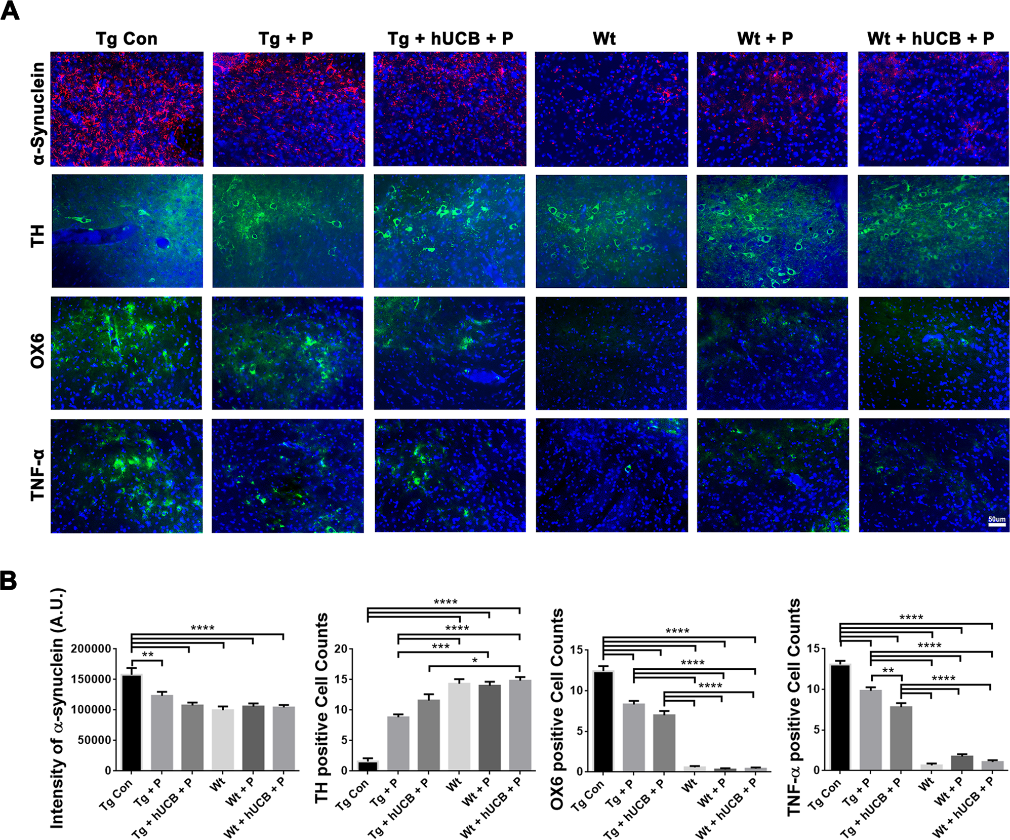 Fig. 3: Substantia Nigra dopaminergic cell survival, inflammation, and α-synuclein load.
