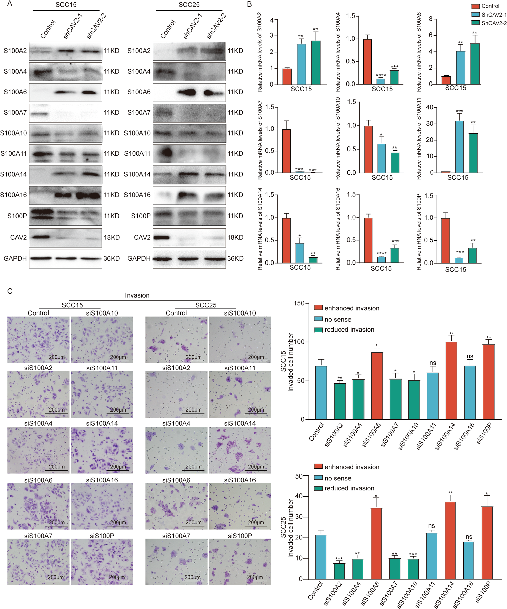 Fig. 3: The S100 protein family affects HNSCC metastasis and is regulated by CAV2.