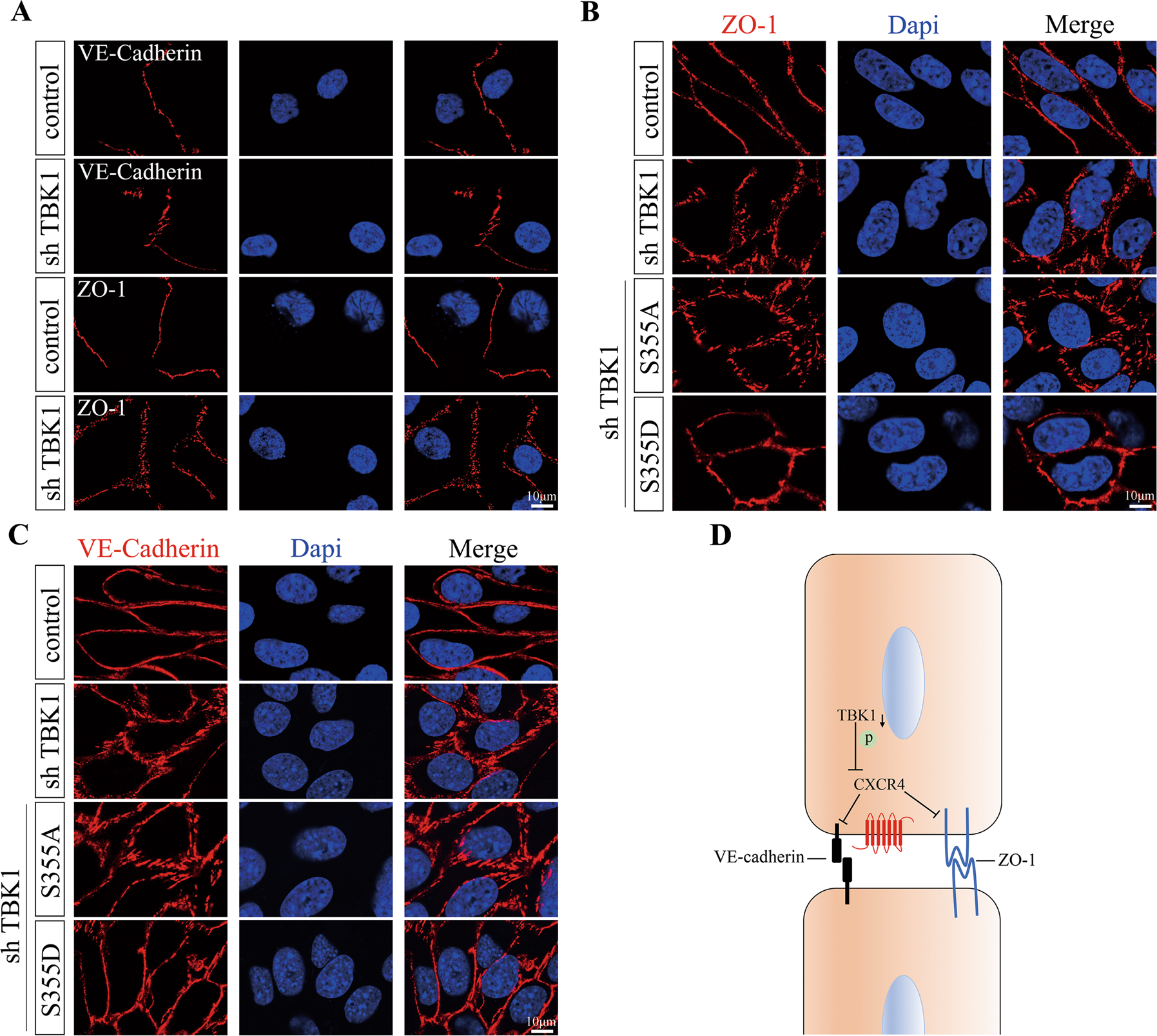 Fig. 6: Endothelial TBK1 knockdown disrupted the organization of junctional proteins.
