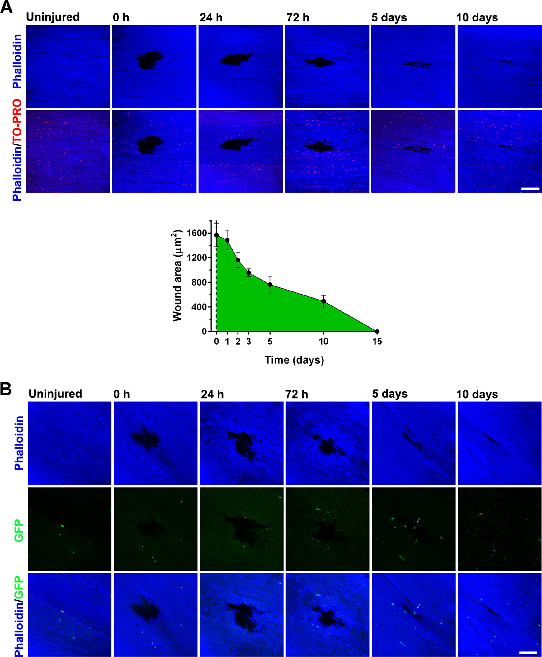 Fig. 4: Acute skeletal muscle injury in D. melanogaster.