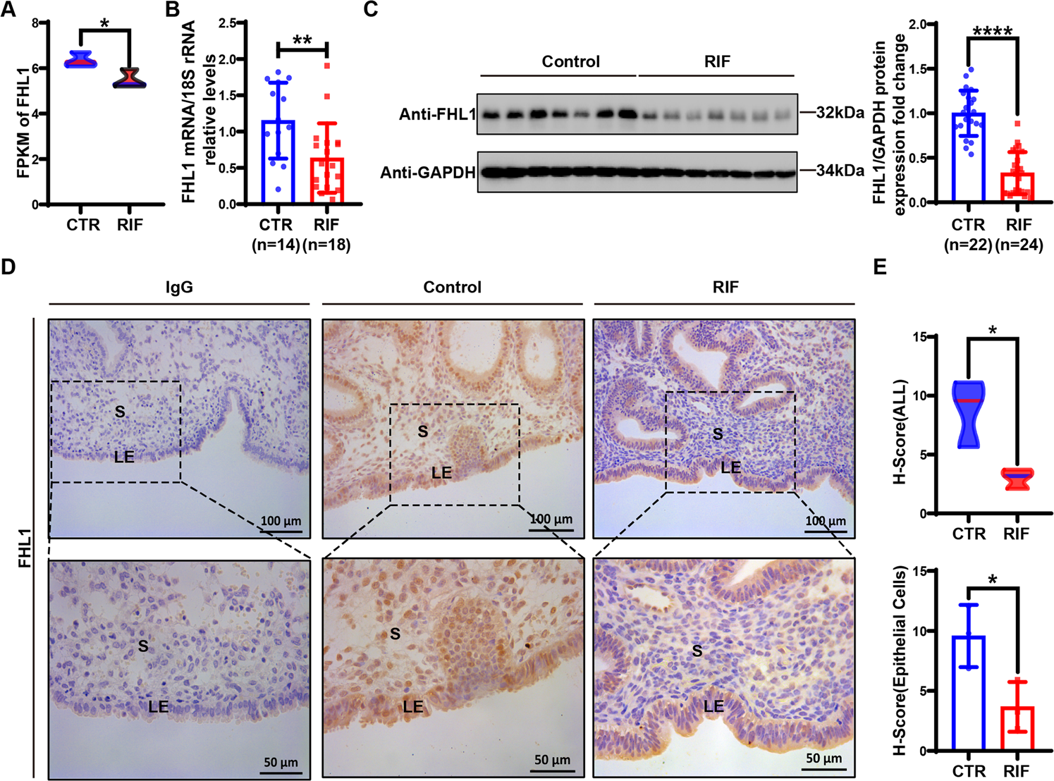 Fig. 1: FHL1 expression is markedly decreased in endometrial cells of RIF patients.