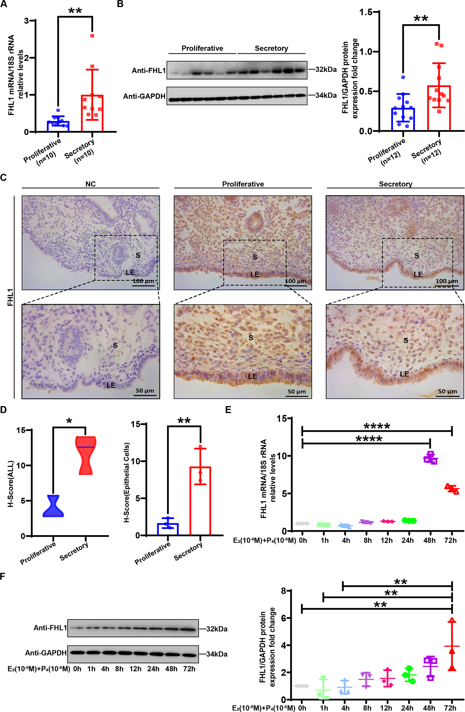 Fig. 2: FHL1 is highly expressed in human mid-secretory-phase endometrial epithelial cells, regulated by oestrogen and progesterone.