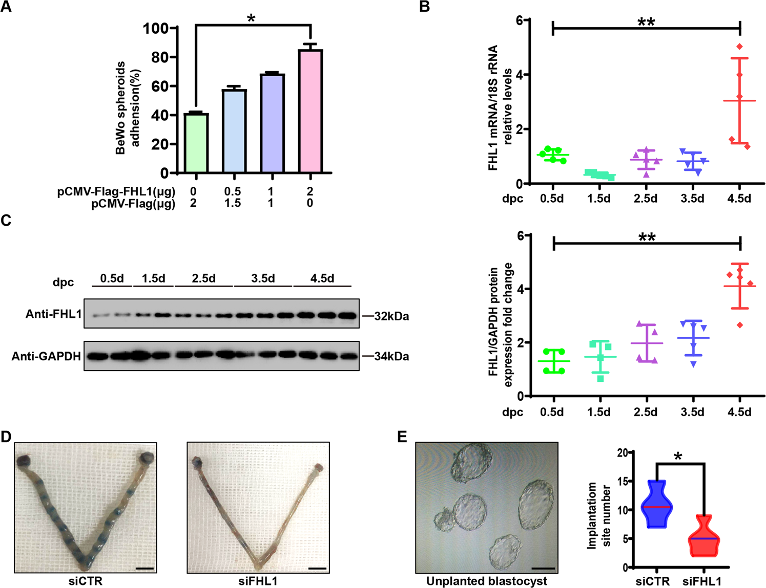 Fig. 3: FHL1 is crucial for blastocyst-epithelial adhesion.