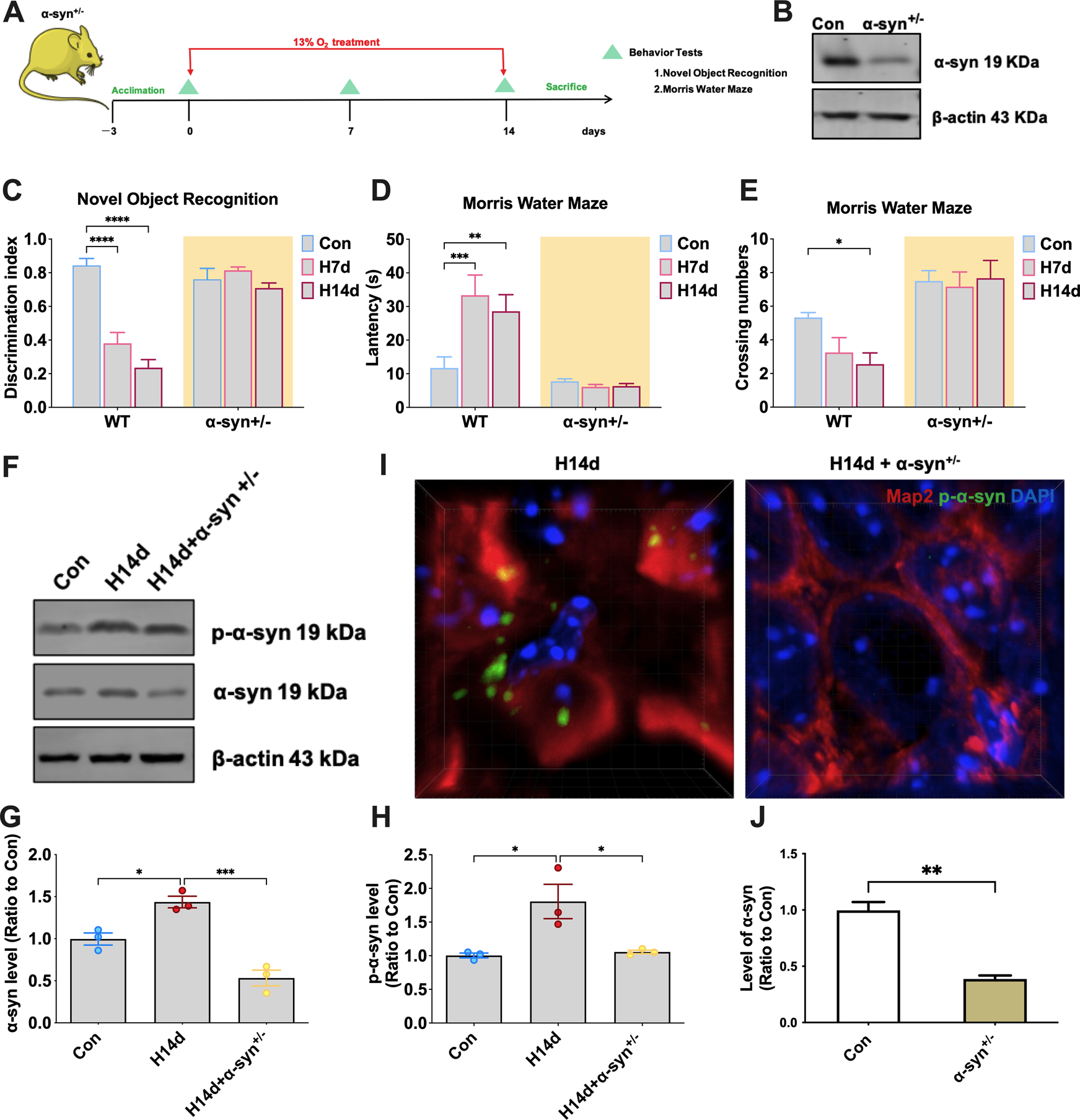 Fig. 3: Mice with α-syn knockout resist chronic hypoxia-induced cognitive impairment.