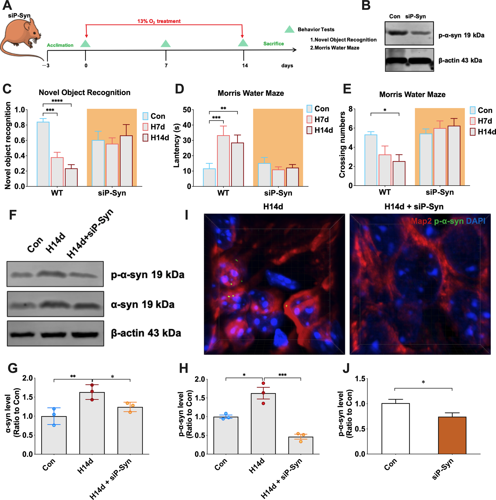 Fig. 4: Mice administered with competing peptides targeting ser129 resist chronic hypoxia-induced cognitive impairment.