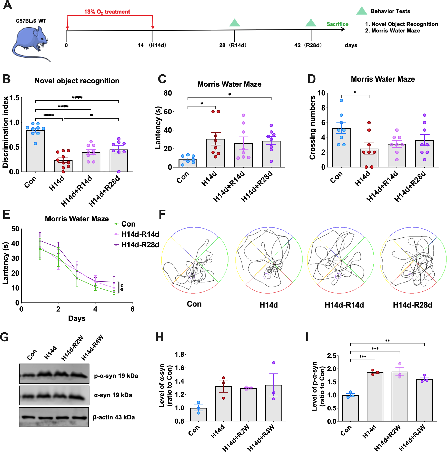 Fig. 7: Chronic hypoxia-induced α-syn pathology and cognitive impairment in mice remain irreversible after reoxygenation.