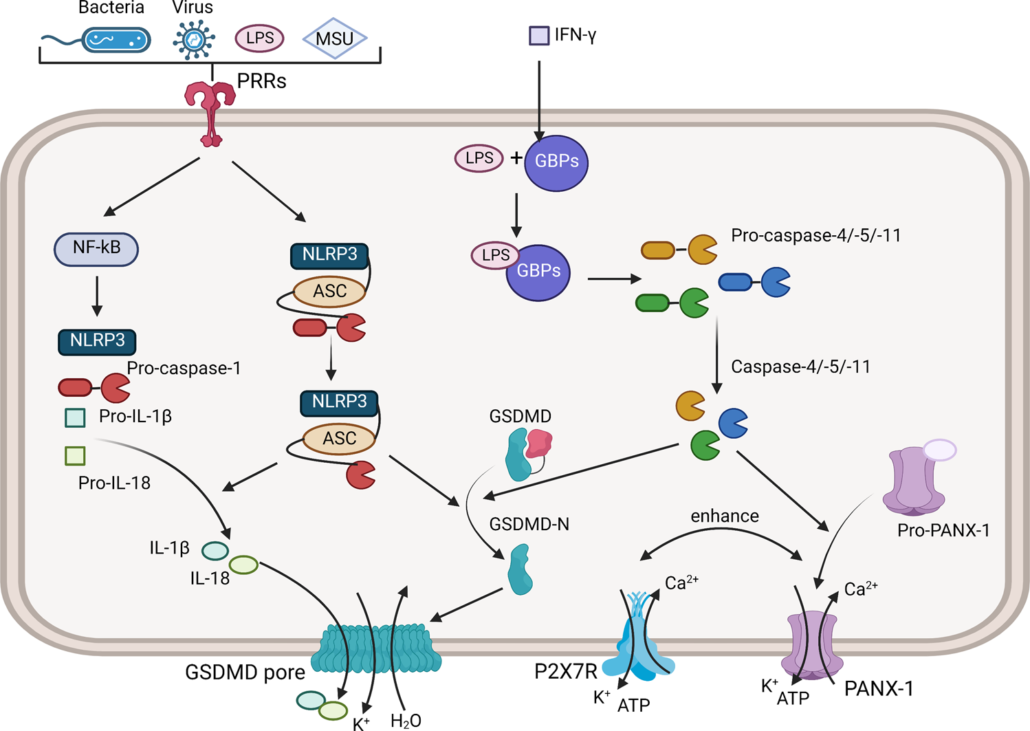 Arsenic Trioxide Induces Apoptosis of Human Monocytes during Macrophagic  Differentiation through Nuclear Factor-κB-Related Survival Pathway  Down-Regulation