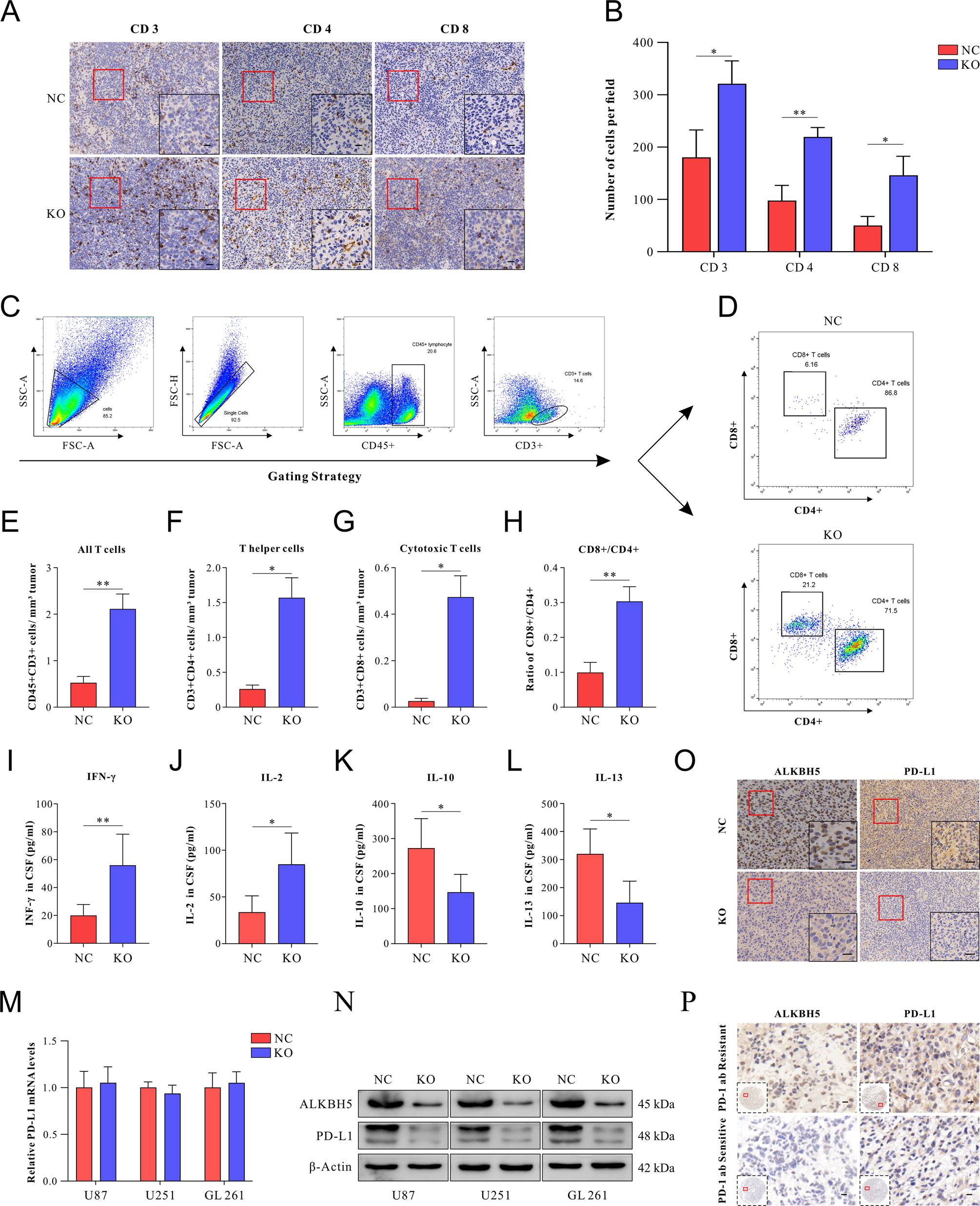 Fig. 2: The deletion of ALKBH5 enhanced the recruitment and infiltration of T cells and was associated with decreased PD-L1 protein levels.